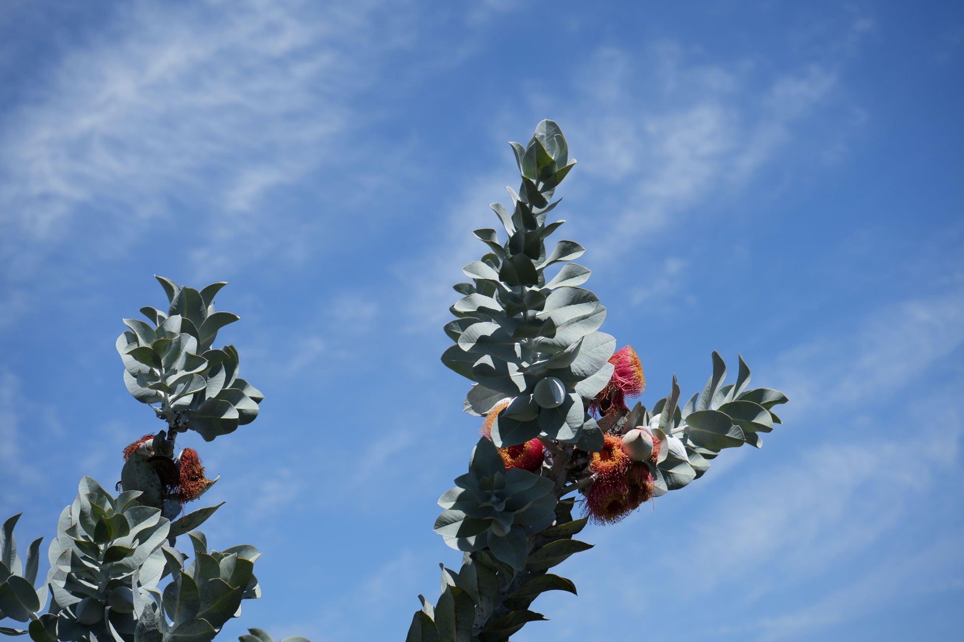 Eucalyptus macrocarpa: The Spectacular Rose of the West - Bonte Farm