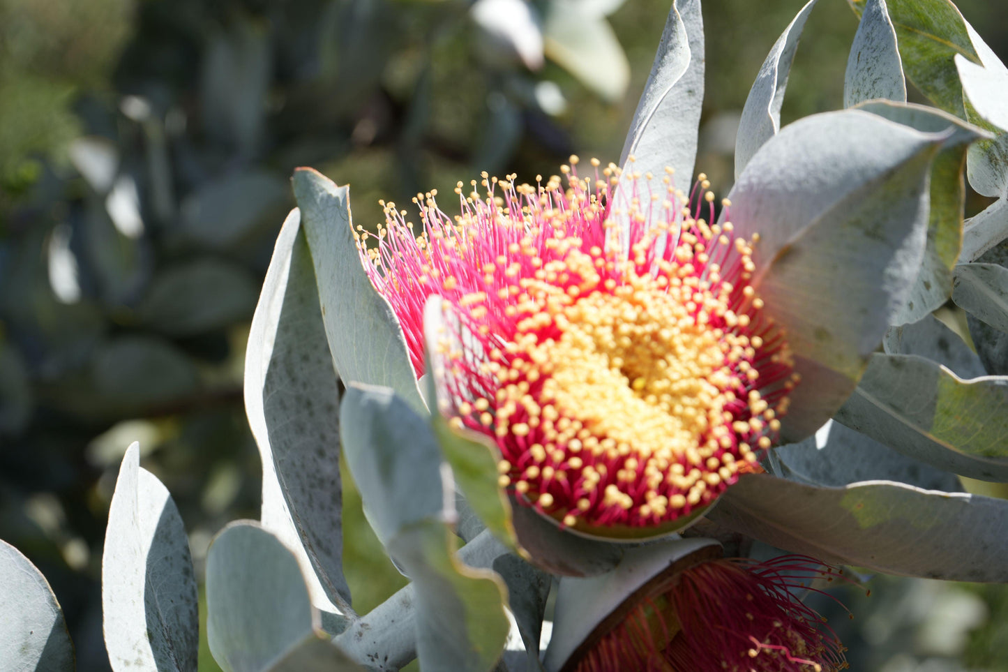 Eucalyptus macrocarpa: The Spectacular Rose of the West - Bonte Farm
