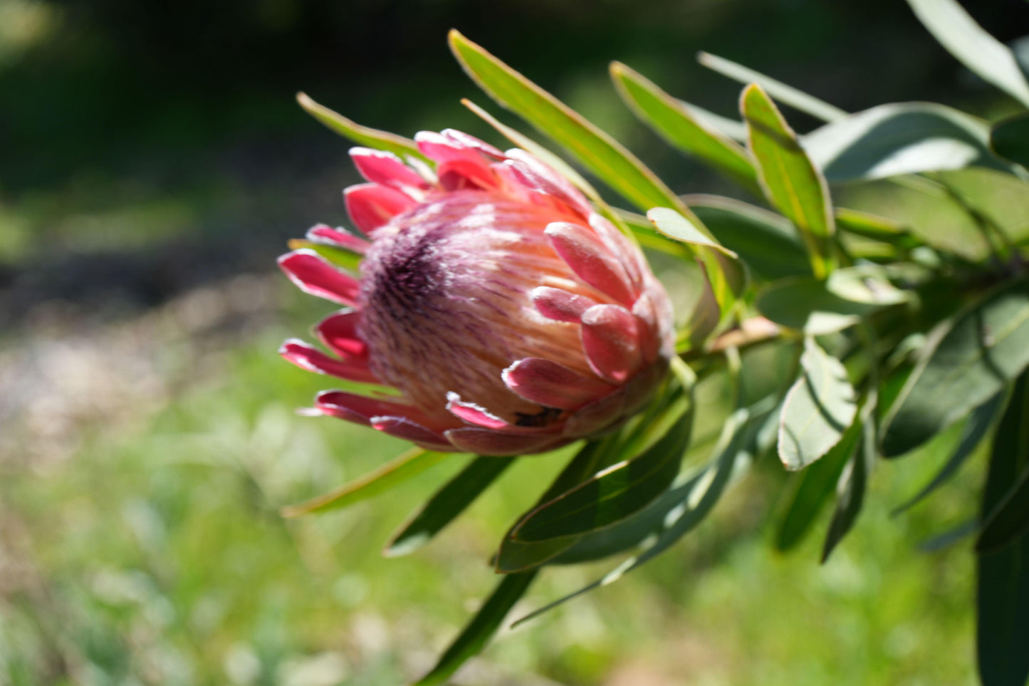 Protea 'Pink Ice': A Fiery Floral Sensation - Bonte Farm