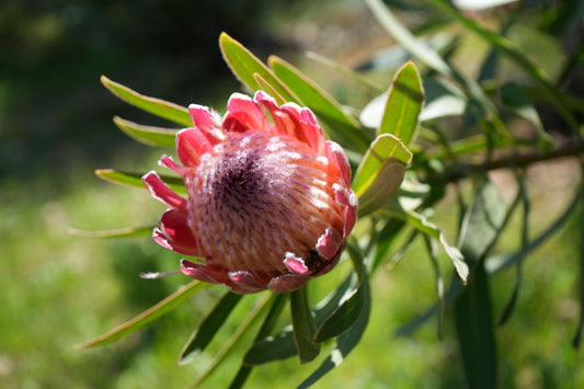 Protea 'Pink Ice': A Fiery Floral Sensation - Bonte Farm