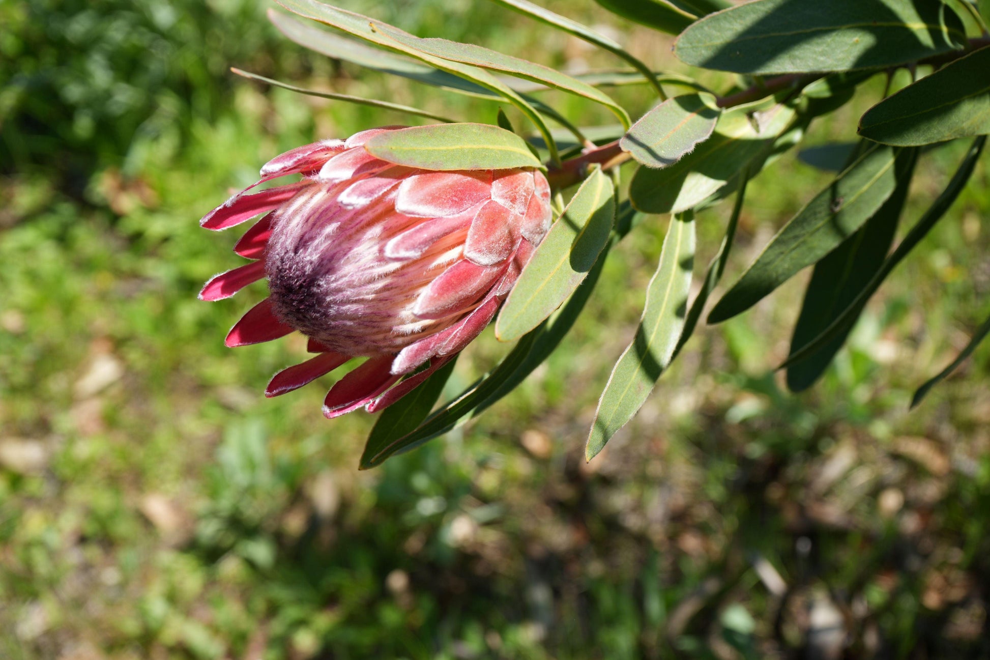 Protea 'Pink Ice': A Fiery Floral Sensation - Bonte Farm