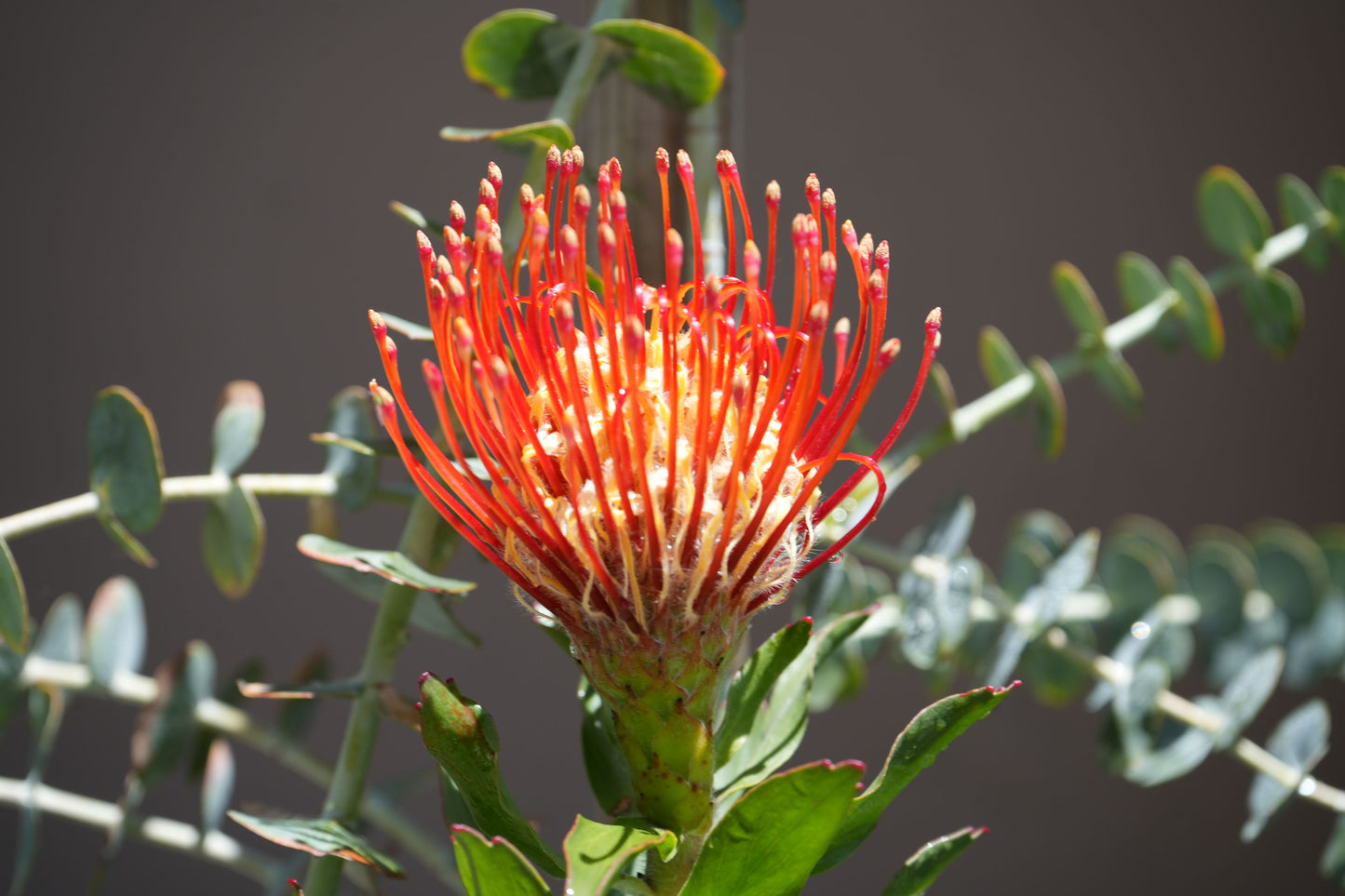 Leucospermum ‘Scarlet Ribbon’: Red-Tipped Pincushion