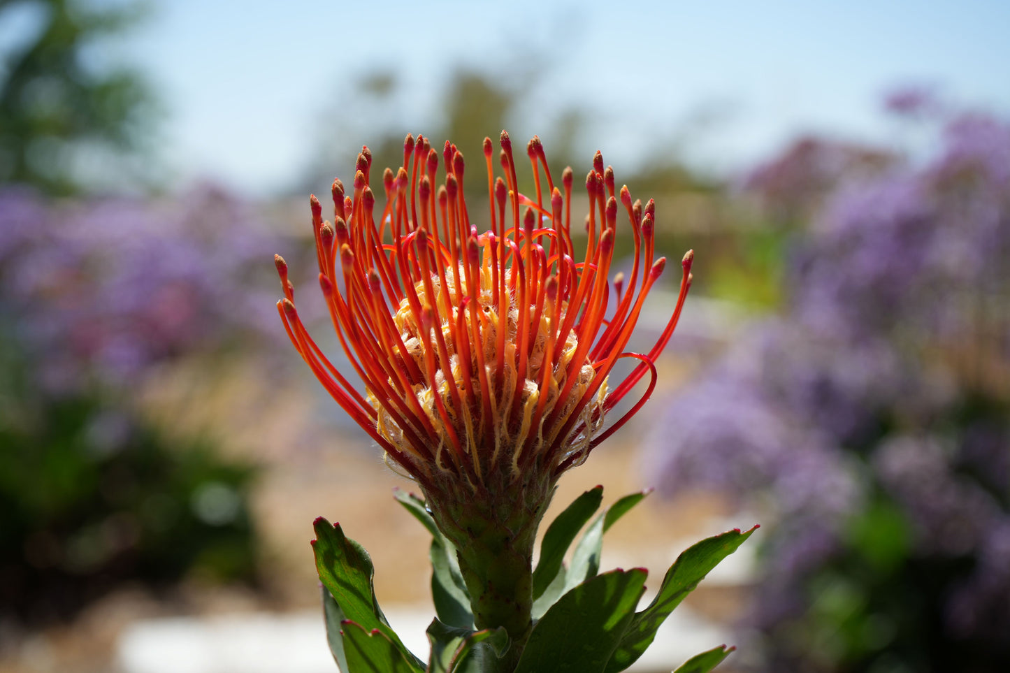 Leucospermum ‘Sunkist’: Radiate Your Landscape with Golden-Red Pincushion Blooms