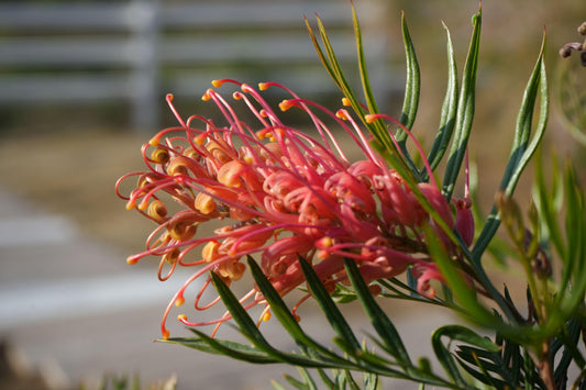 Grevillea ‘Ned Kelly’: A Striking Australian Native Bursting with Red Flowers.