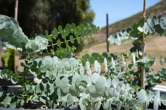 Eucalyptus 'Baby Blue': blue-green foliage and delicate white flowers
