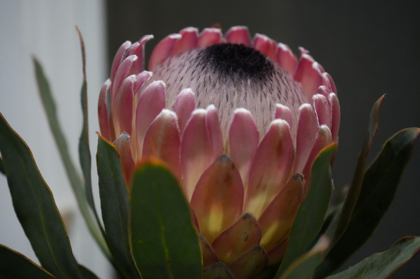 Protea ‘Susara’: Unveiling the Smoky Elegance of the ‘Susara’ Protea