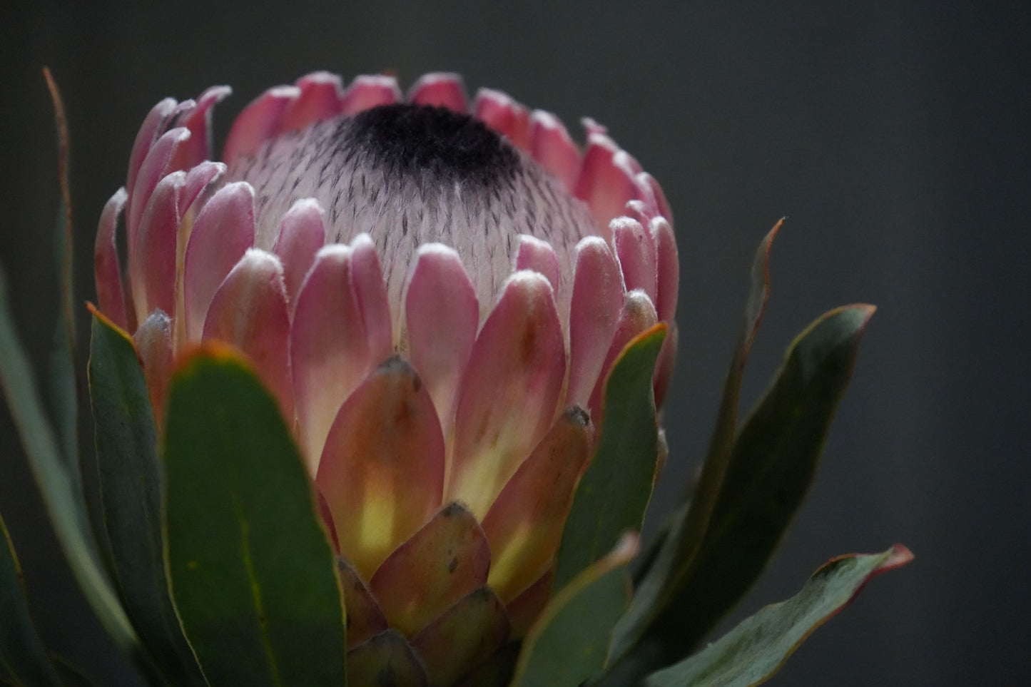 Protea ‘Susara’: Unveiling the Smoky Elegance of the ‘Susara’ Protea