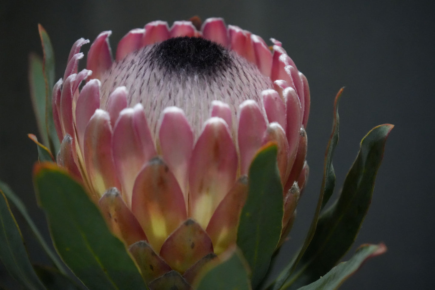 Protea ‘Susara’: Unveiling the Smoky Elegance of the ‘Susara’ Protea
