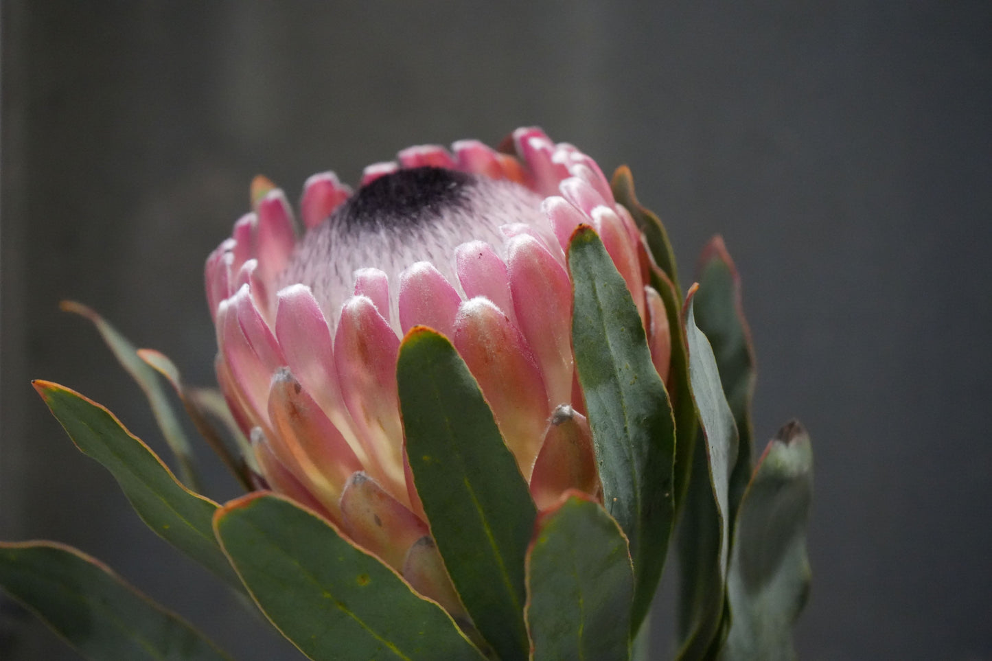 Protea ‘Susara’: Unveiling the Smoky Elegance of the ‘Susara’ Protea