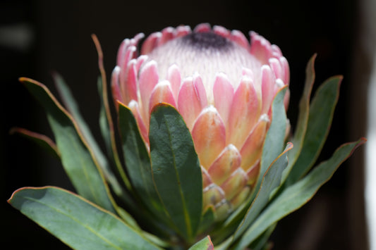 Protea ‘Susara’: Unveiling the Smoky Elegance of the ‘Susara’ Protea
