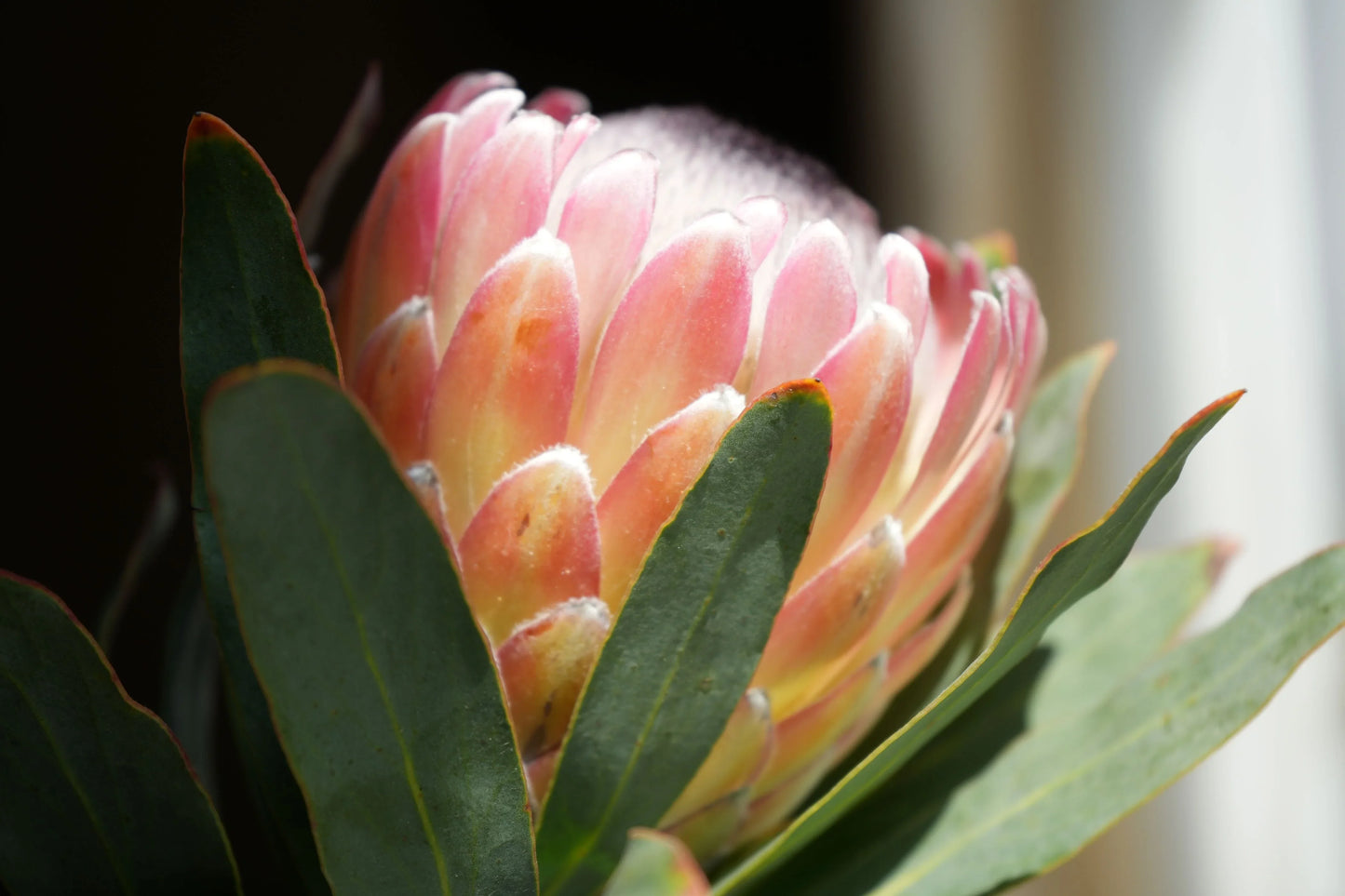 Close-up of a pink Protea Susara flower with green leaves