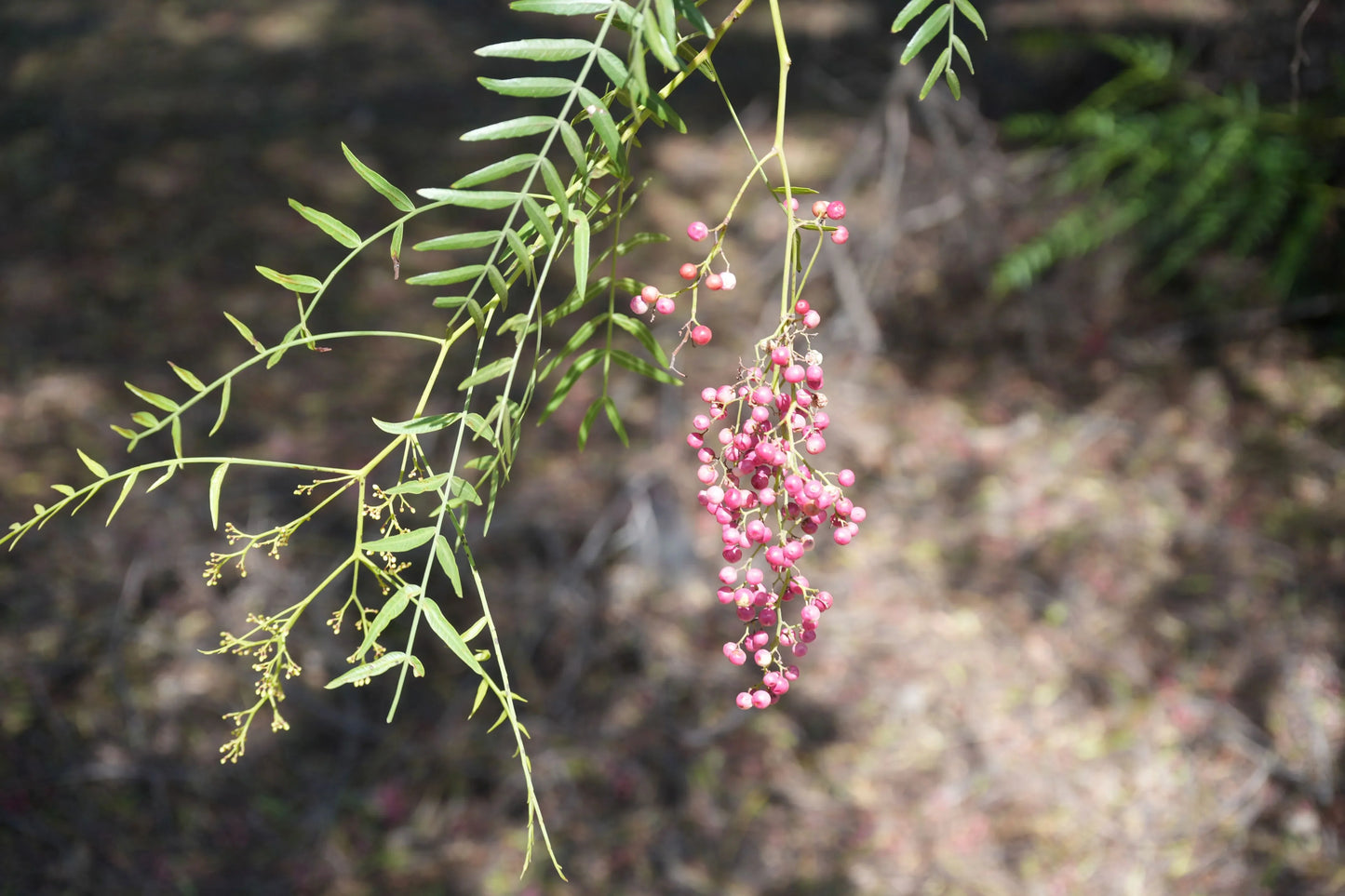Pink peppercorn tree branch with slender green leaves and clusters of pink berries outdoors