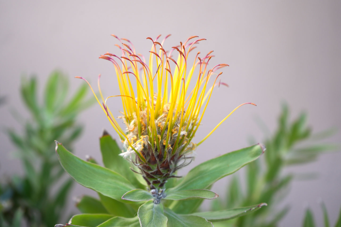 Leucospermum gueinzii: A Spiky Sensation, Red Orange Pincushion