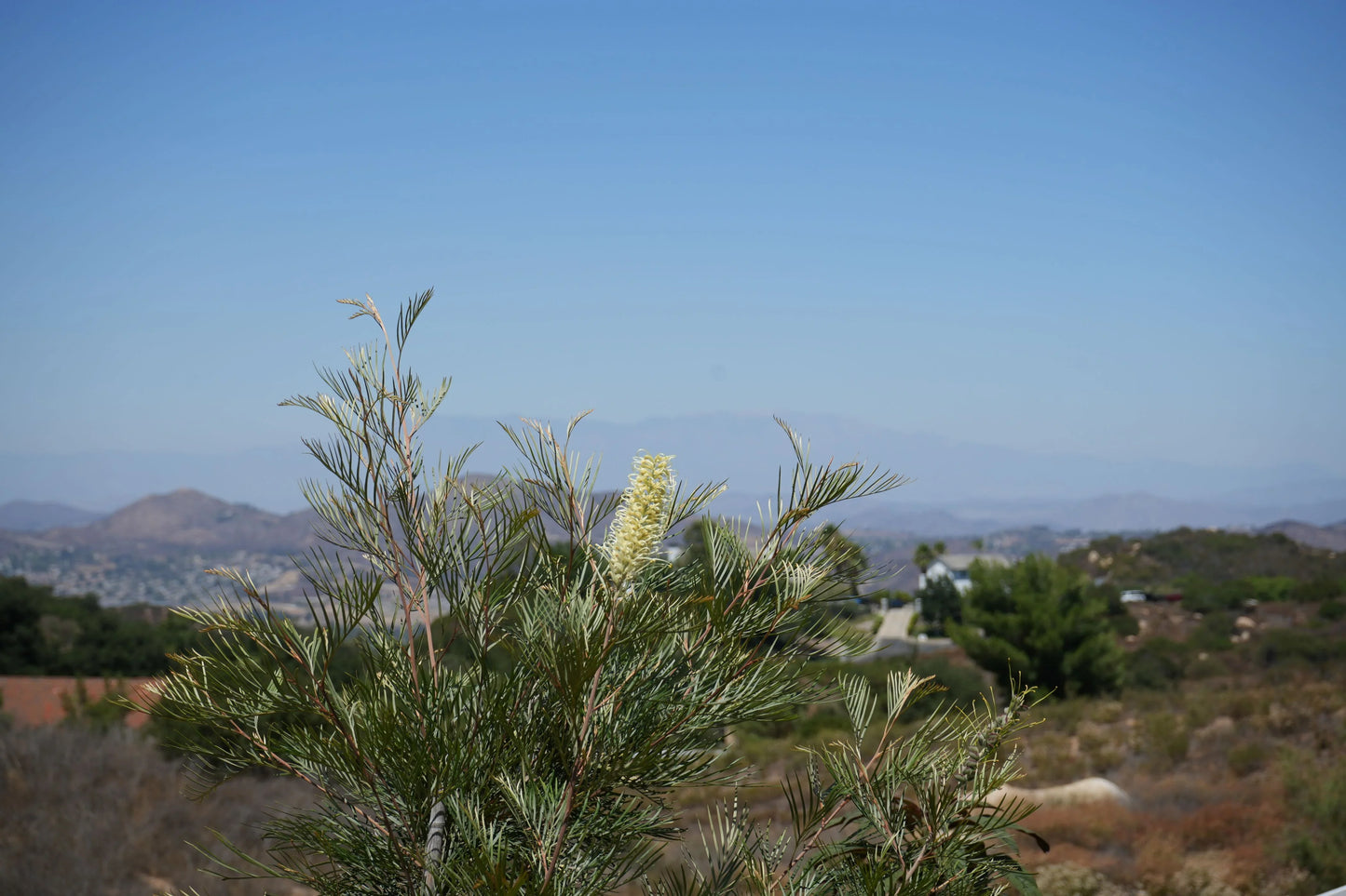 Grevillea Moonlight plant with white flower blooming outdoors, Australian native shrub