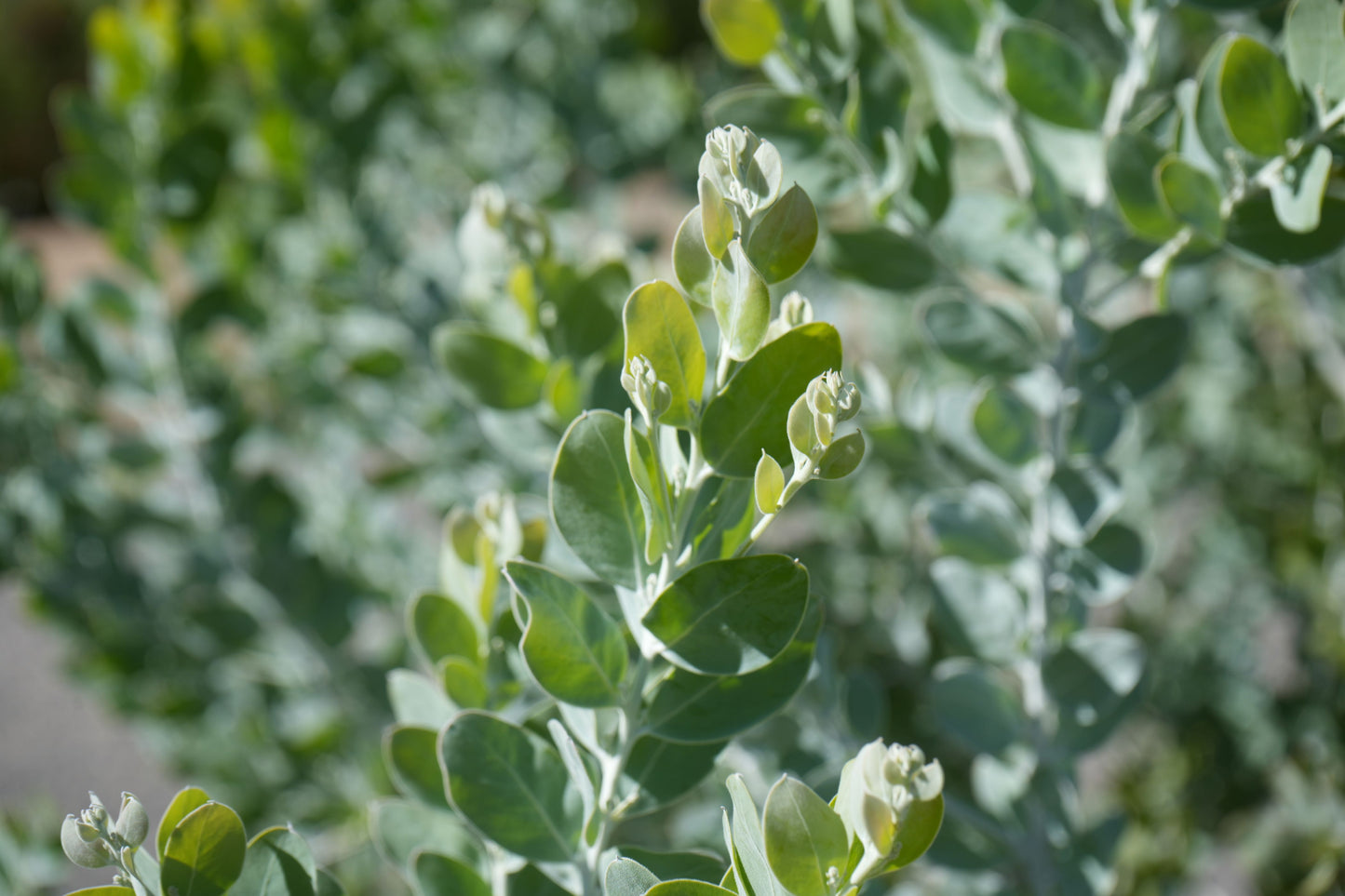 Farm Fresh Foliage: Acacia podalyriifolia Leaves | Seasonal Wonder Bouquet