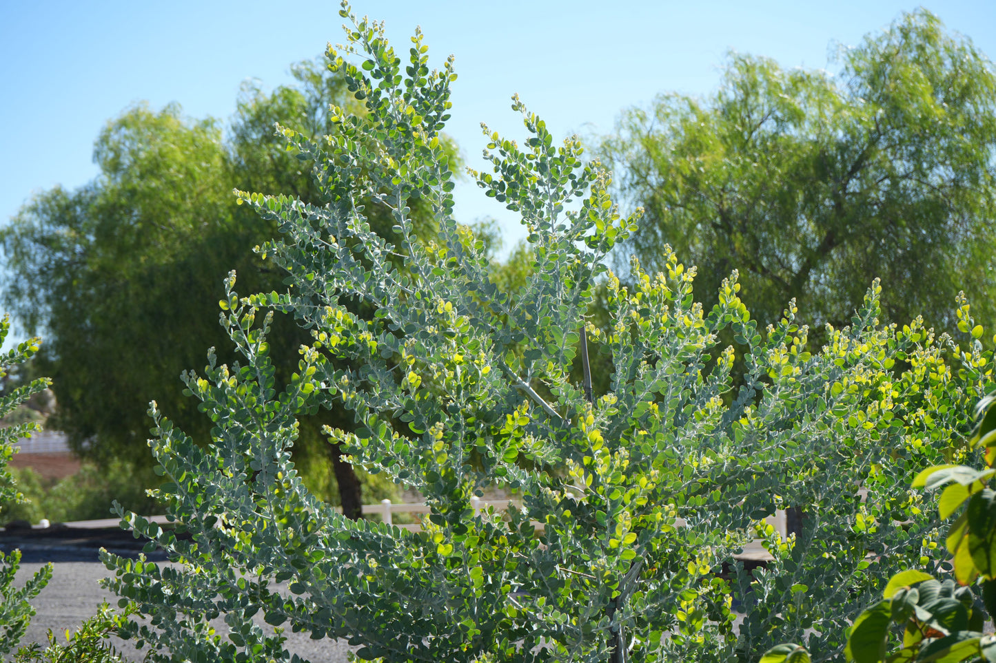 Farm Fresh Foliage: Acacia podalyriifolia Leaves | Seasonal Wonder Bouquet