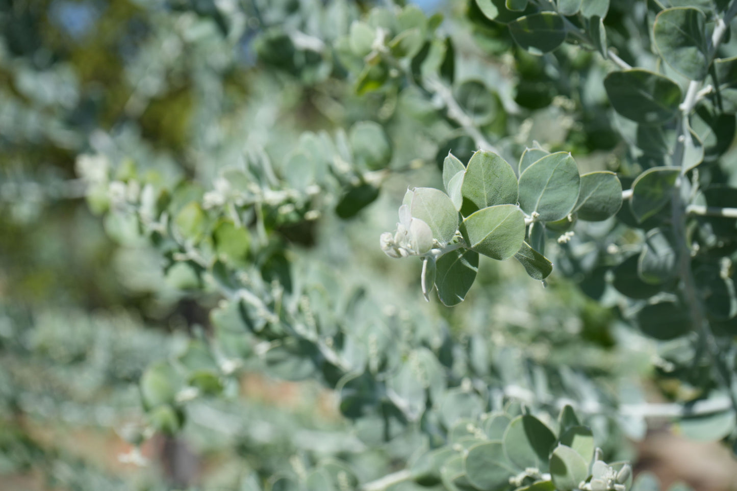 Farm Fresh Foliage: Acacia podalyriifolia Leaves | Seasonal Wonder Bouquet