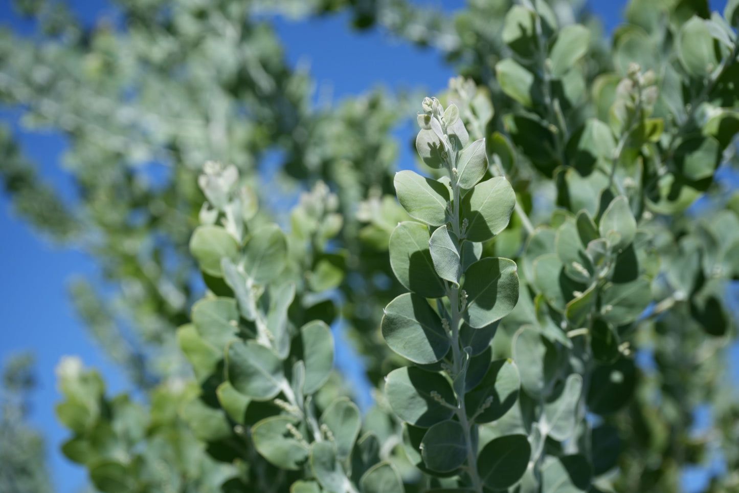 Farm Fresh Foliage: Acacia podalyriifolia Leaves | Seasonal Wonder Bouquet