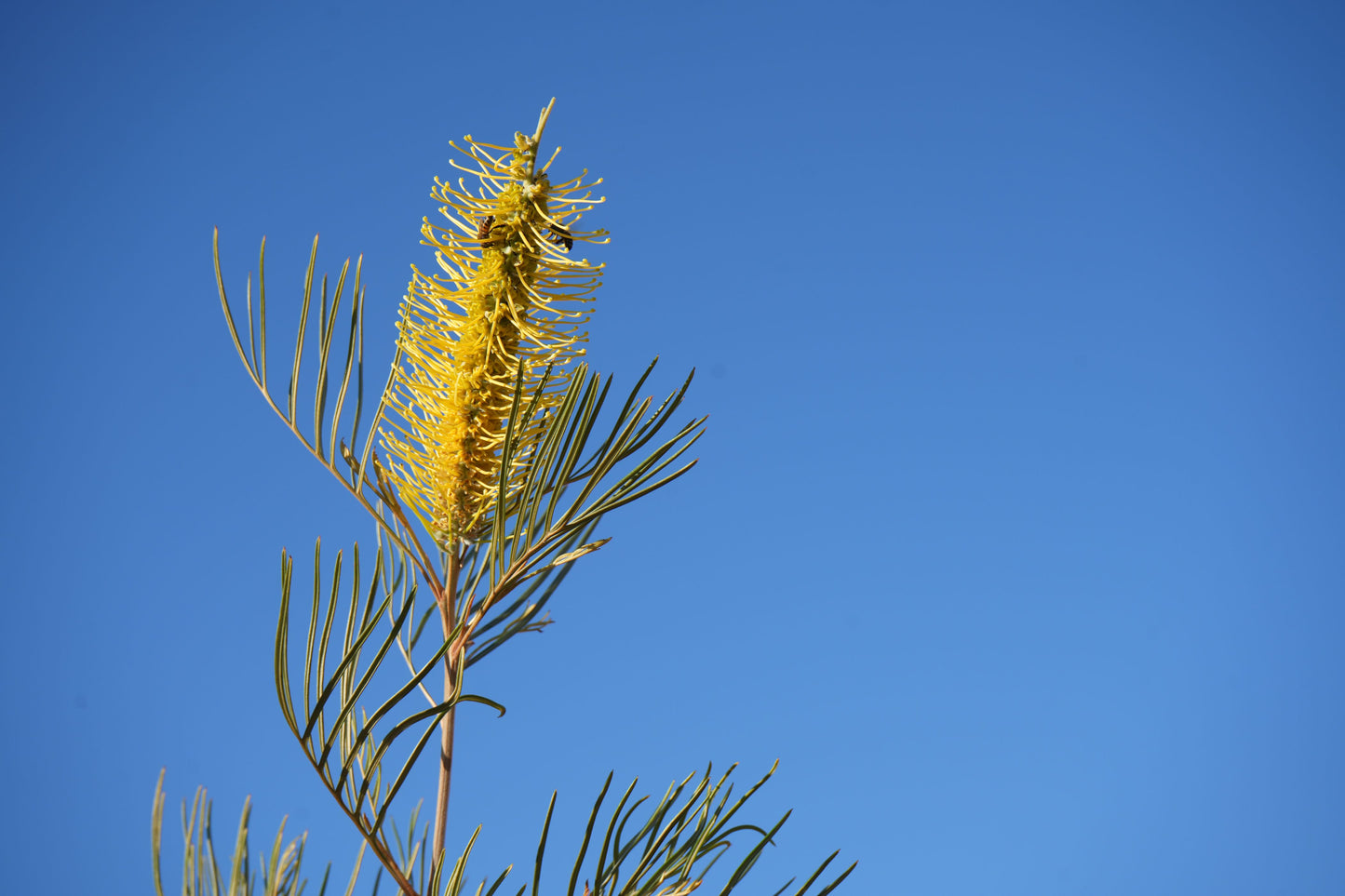 Farm Fresh Foliage: Grevillea 'Sandra Gordon' Leaves | Seasonal Wonder Bouquet