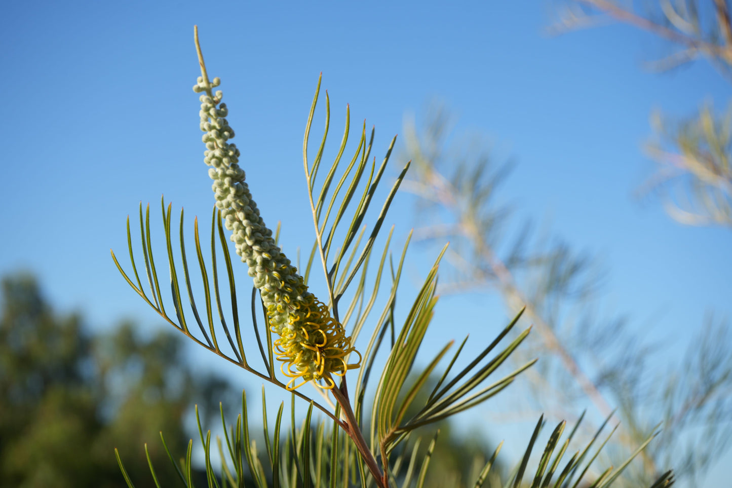 Farm Fresh Foliage: Grevillea 'Sandra Gordon' Leaves | Seasonal Wonder Bouquet