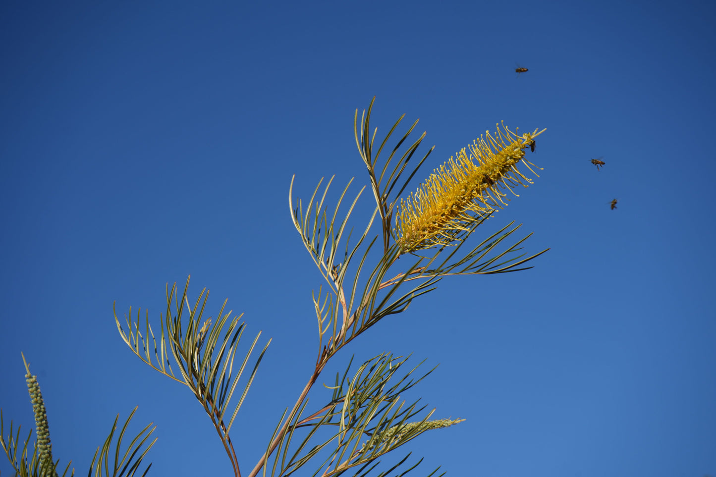 Farm Fresh Foliage: Grevillea 'Sandra Gordon' Leaves | Seasonal Wonder Bouquet