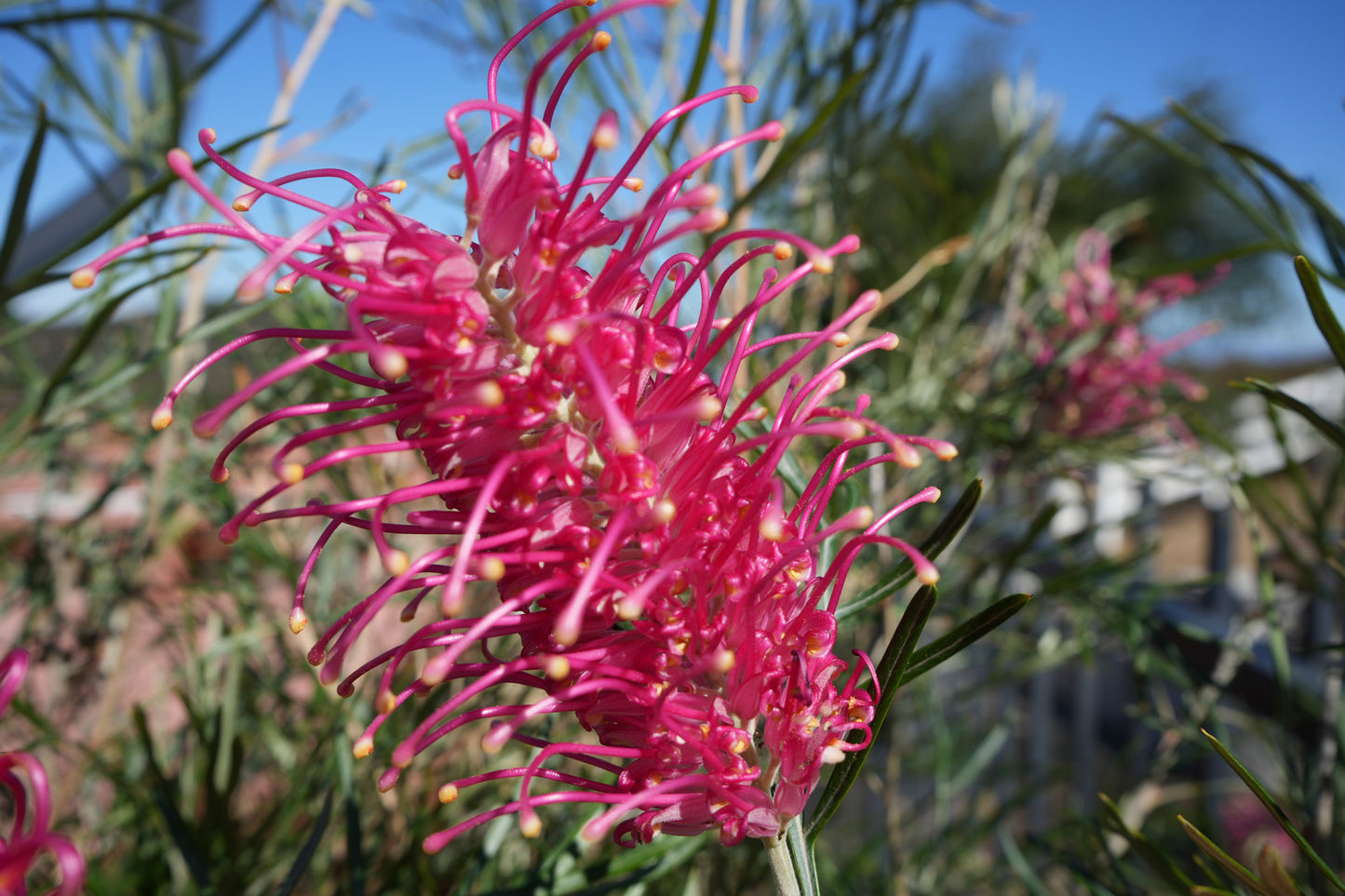 Grevillea ‘Sylvia’: Vibrant Rosy-Pink Year-Round Bloomer | Hardy Australian Bird Attractor