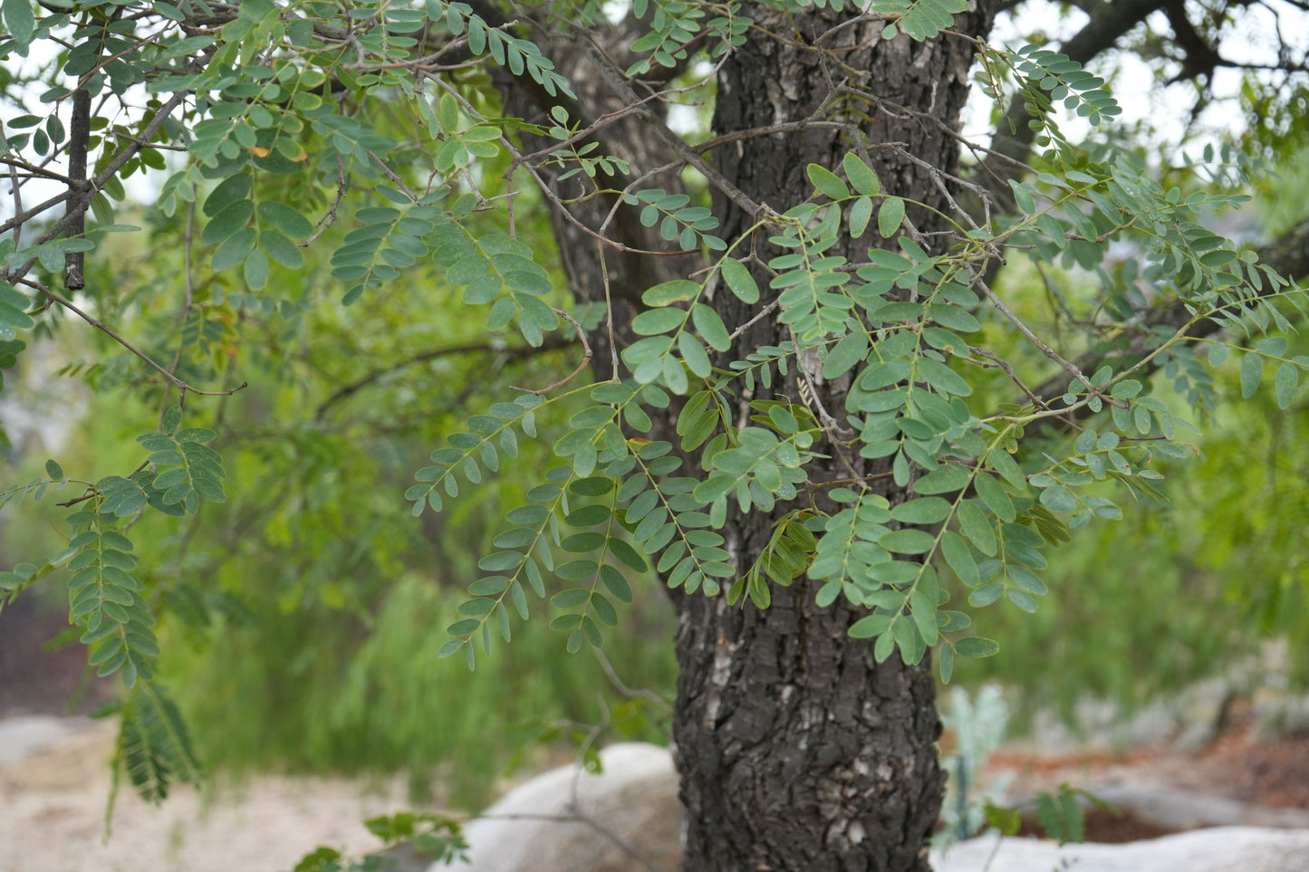 Argentine Mesquite (Prosopis alba): Fast-Growing, Drought-Tolerant Shade