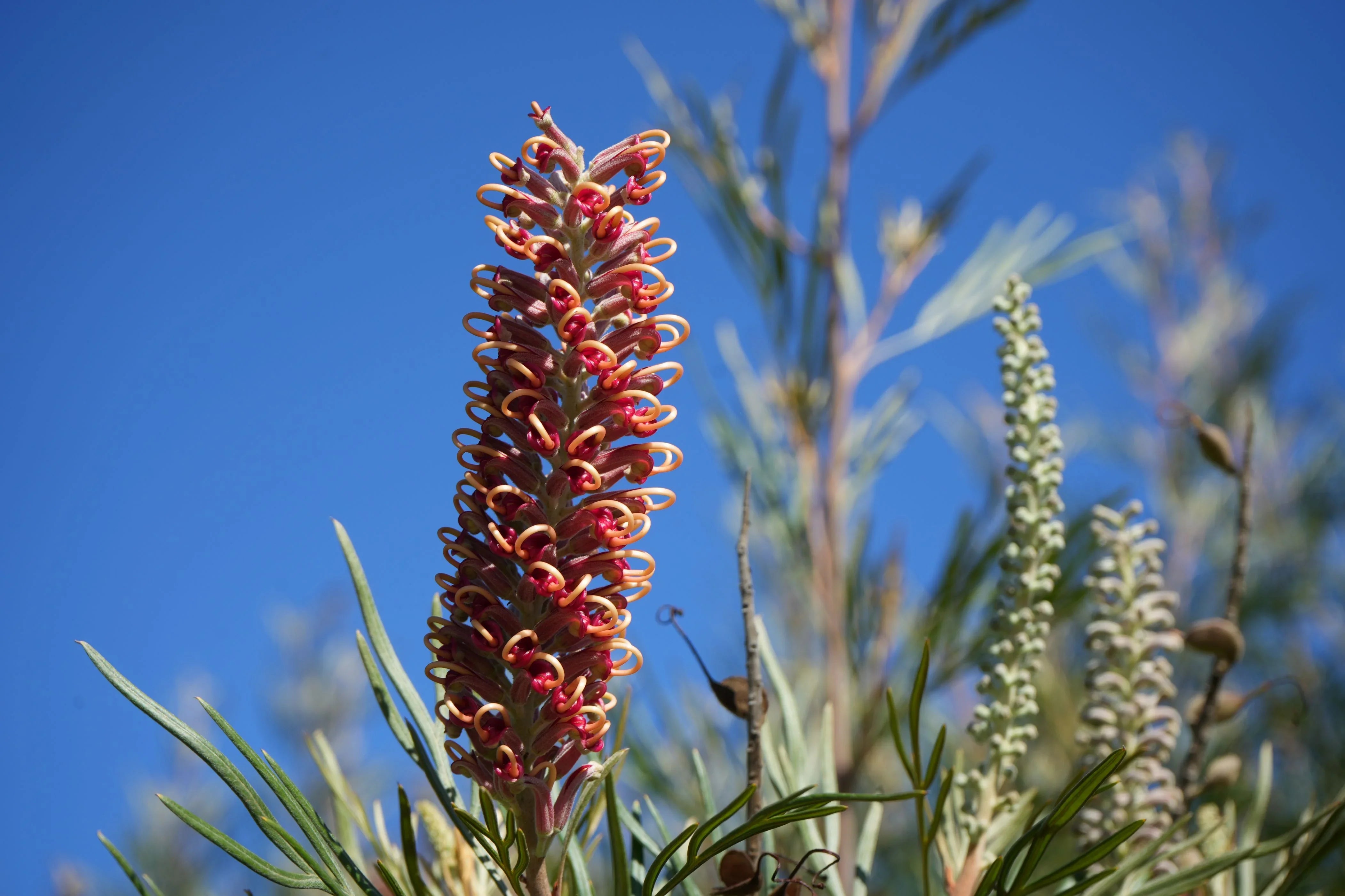 flower Grevillea 'Majestic': The Large, Drought Tolerant Orange-Red