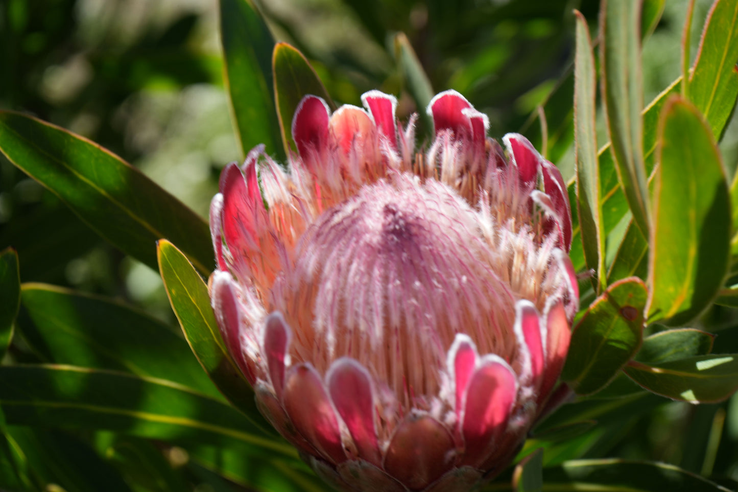 Protea 'Claire': Cultivate the Exotic Protea Plants in Your Garden