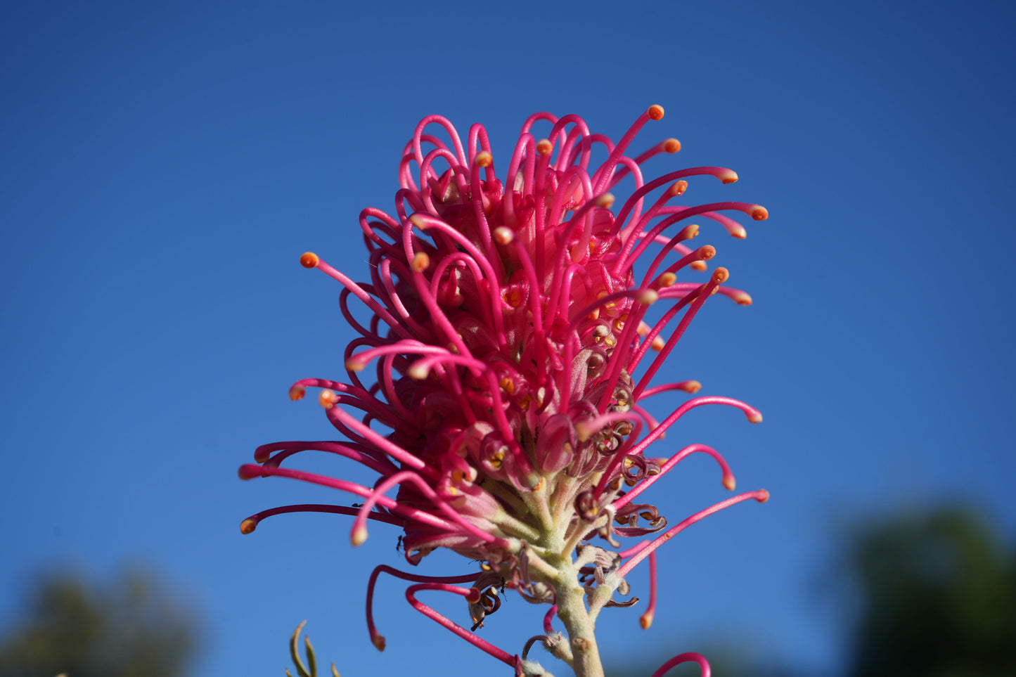 Grevillea ‘Sylvia’: Vibrant Rosy-Pink Year-Round Bloomer | Hardy Australian Bird Attractor
