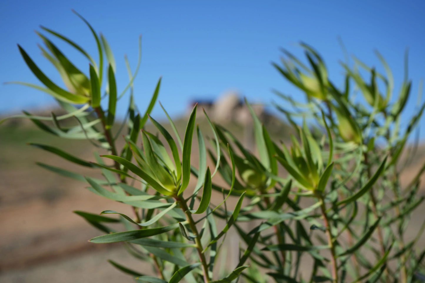 Leucadendron Inca Gold plant with narrow green leaves in outdoor sunlight