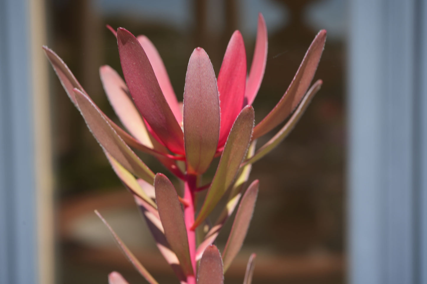 Leucadendron Safari Sunset plant with red-tipped leaves in natural sunlight