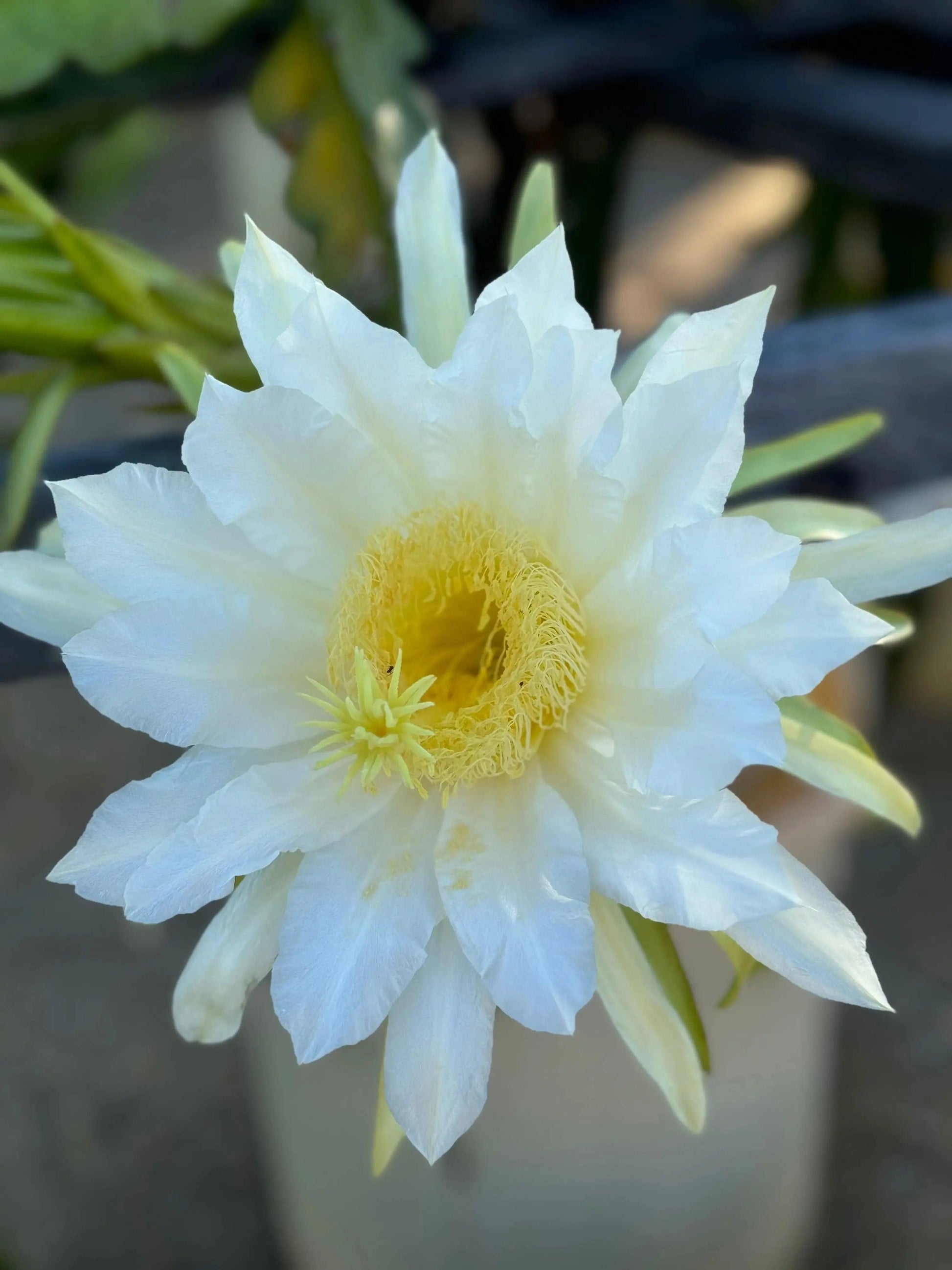 White Dragon Fruit Plant: A Tropical Delicacy - Bonte Farm