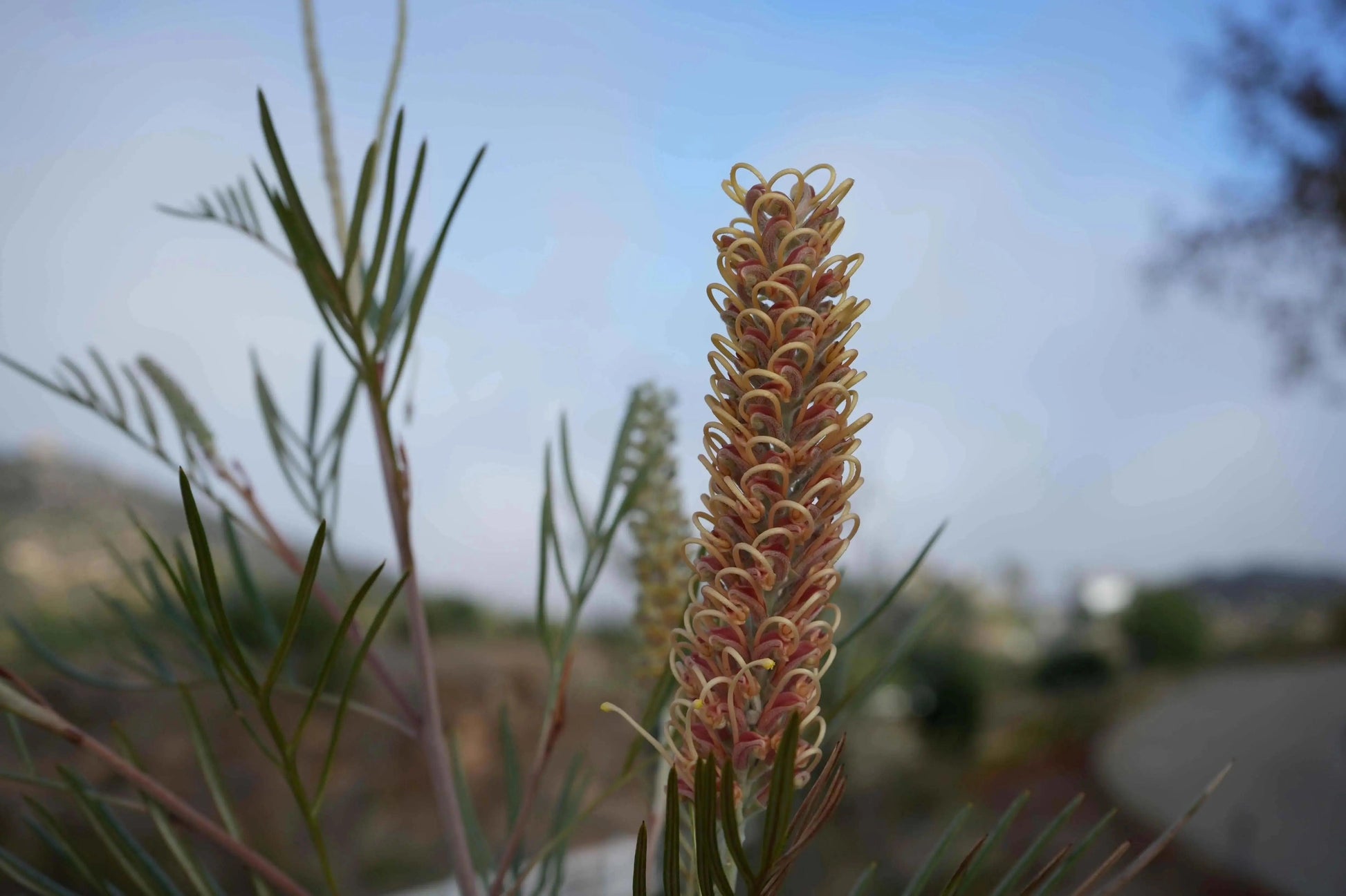 Grevillea 'Kay William': A Vibrant Red Yellow Booms - Bonte Farm