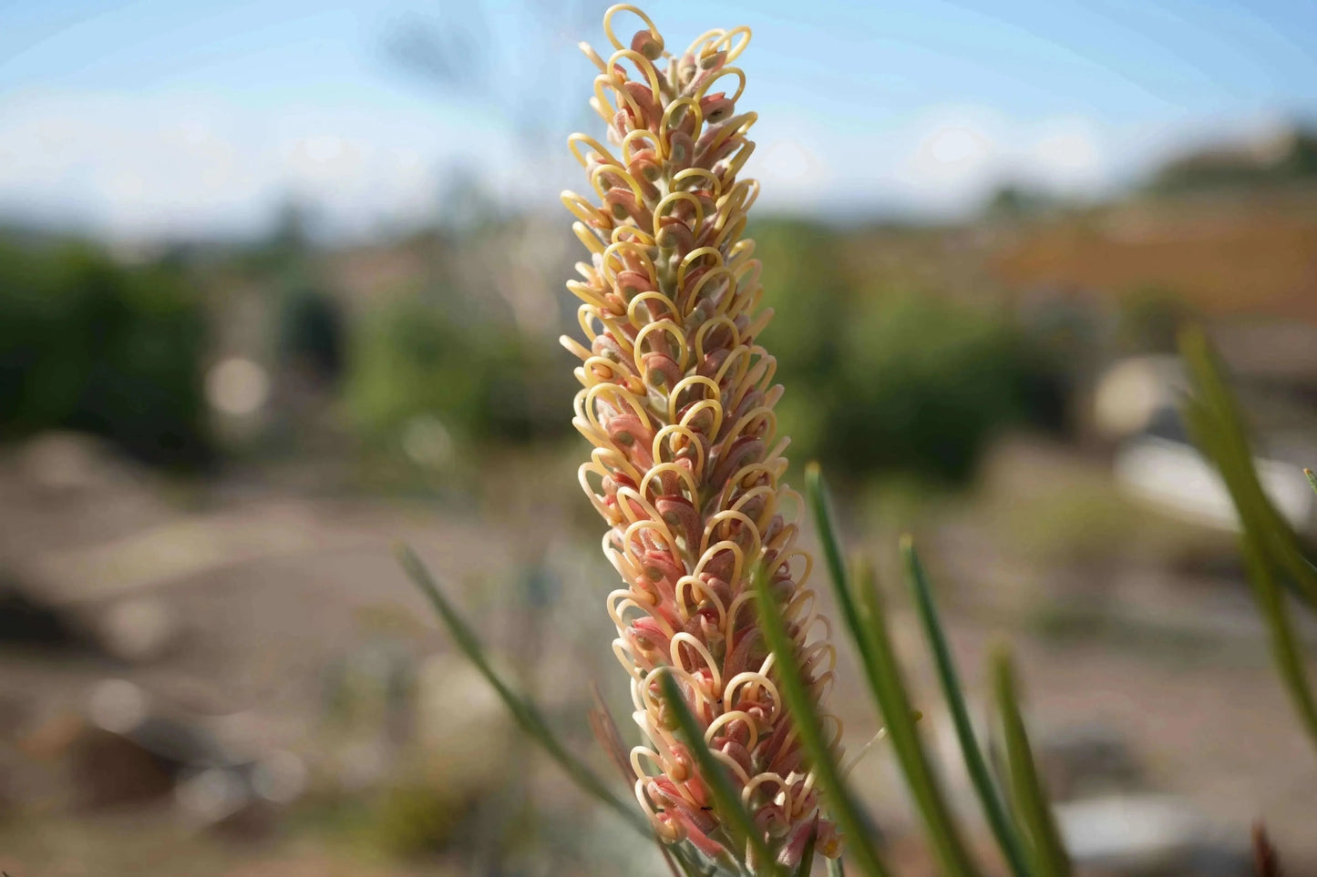 Grevillea Kay Williams flower spike with pale pink and yellow curled petals, outdoor garden
