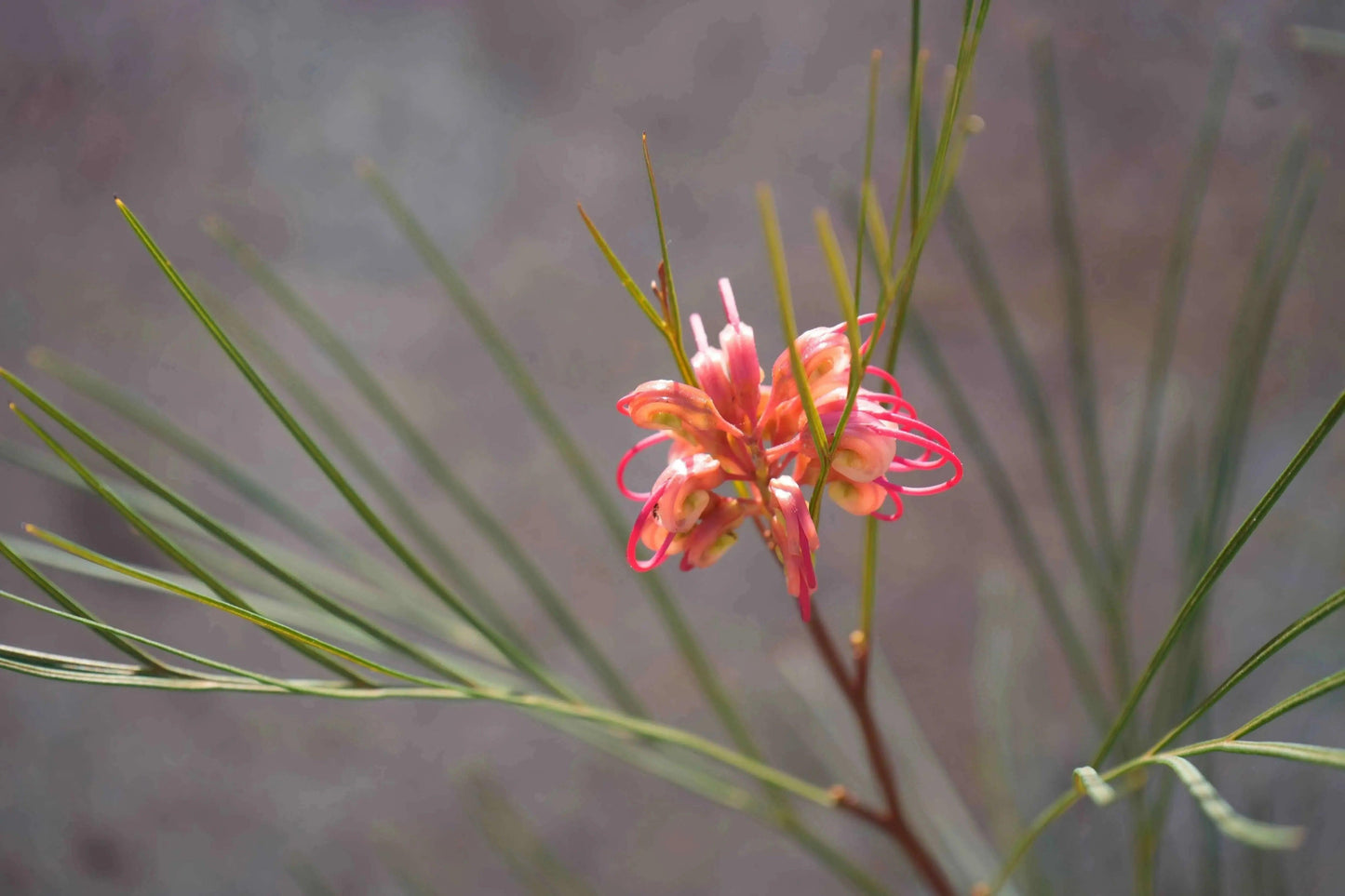 Grevillea 'Long John': Pink Red Shrimp-like Blossoms - Bonte Farm