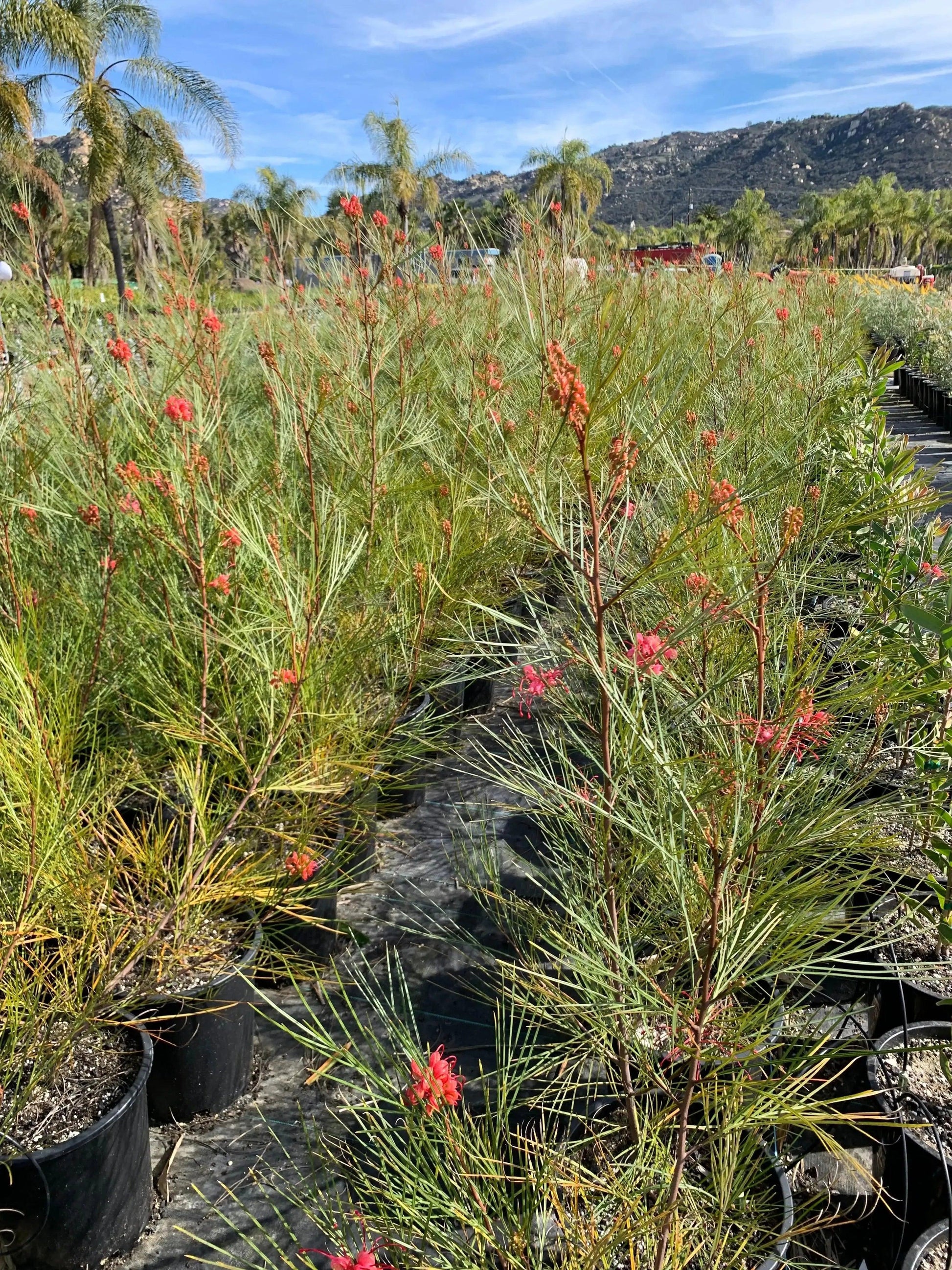 Grevillea 'Long John': Pink Red Shrimp-like Blossoms - Bonte Farm
