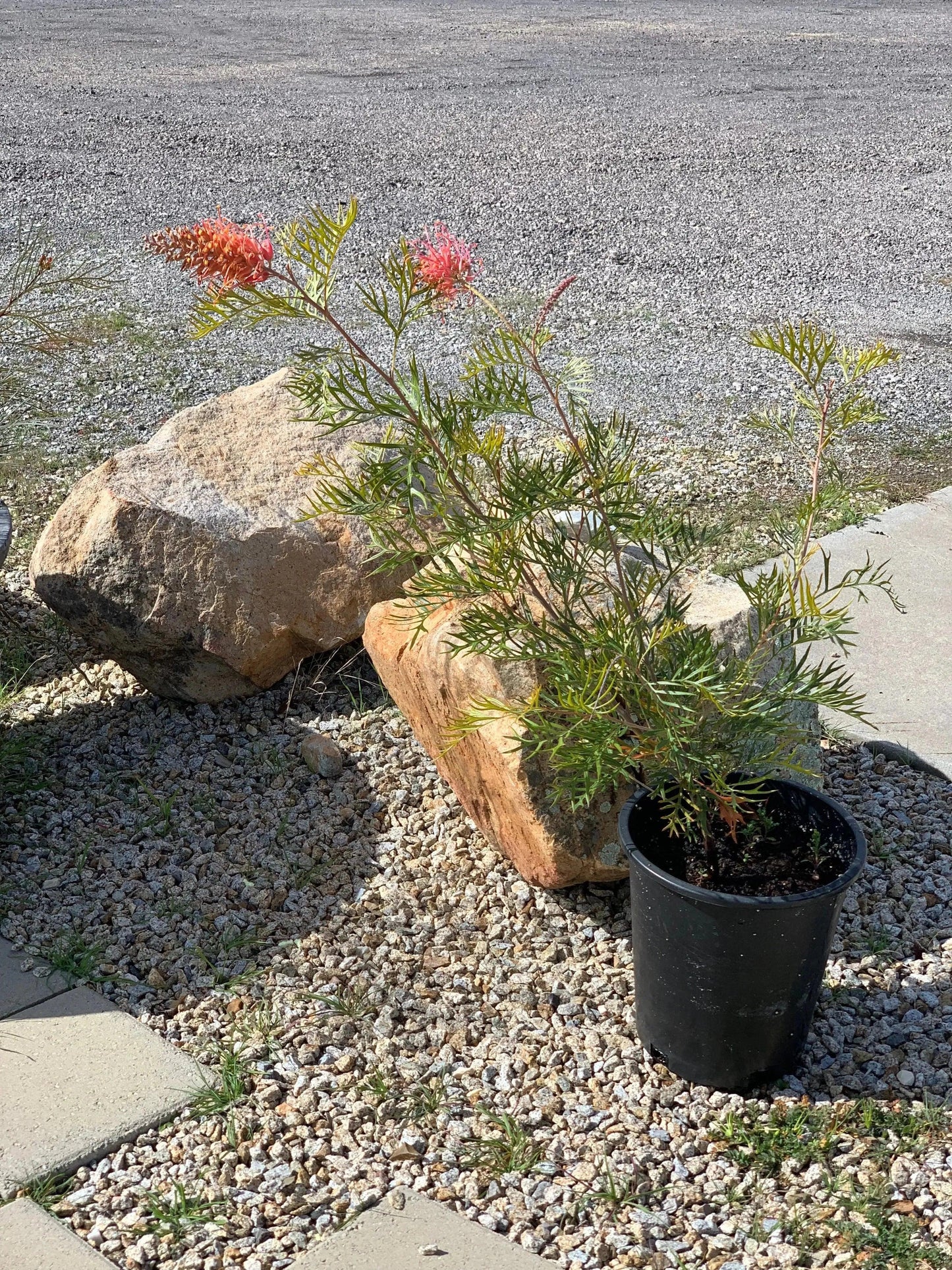 Grevillea Peaches 'n Cream: A Delicate Delight of Pink Cream Blooms - Bonte Farm