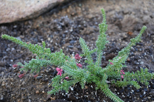 Grevillea Coastal Gem: Hardy, Low-Maintenance Native - Bonte Farm