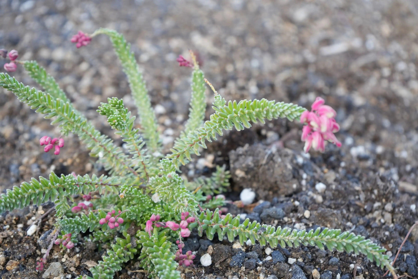 Grevillea Coastal Gem: Hardy, Low-Maintenance Native - Bonte Farm
