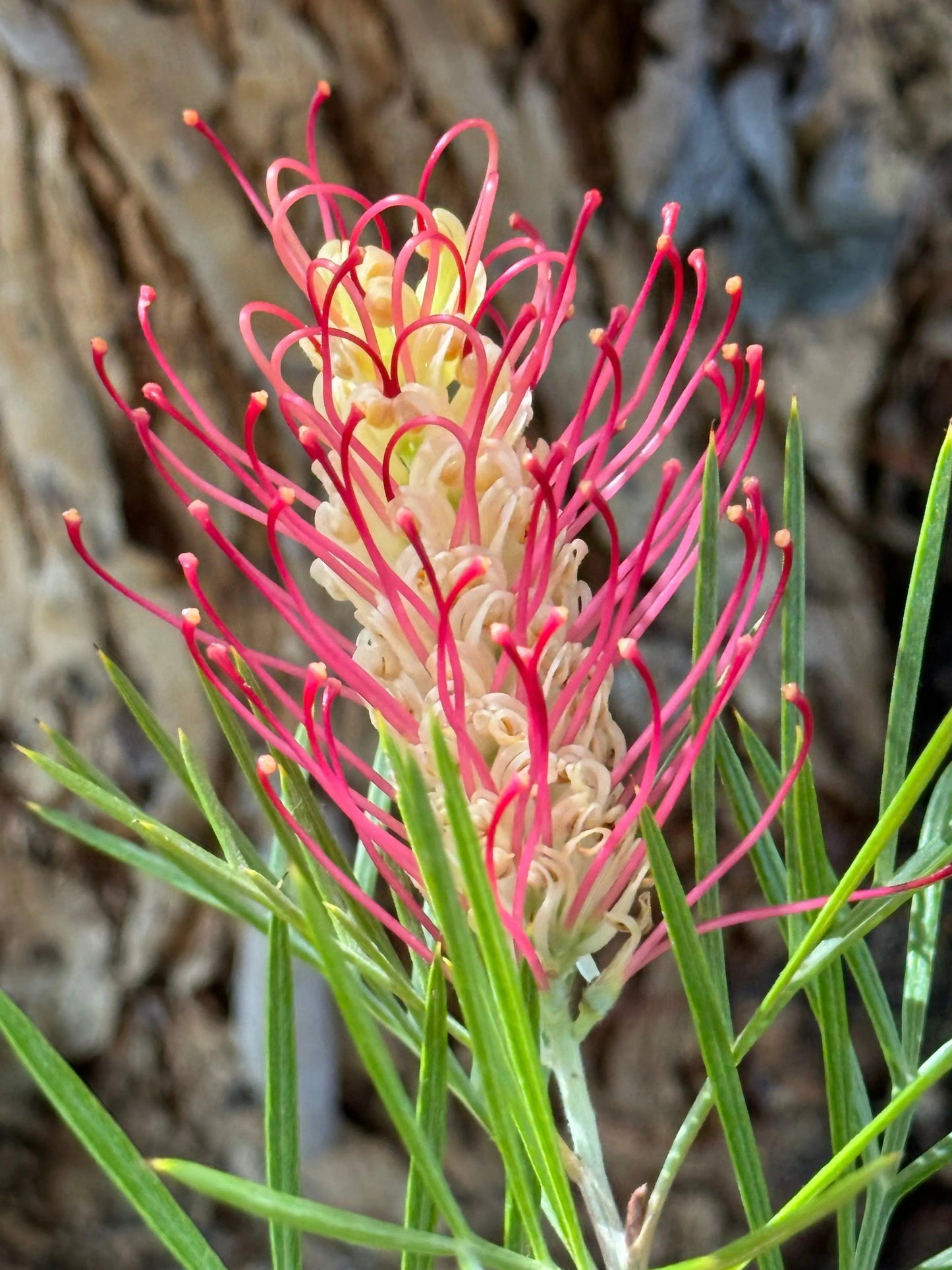 Grevillea 'Kings Rainbow': A Burst of Color, Hardy Beauty - Bonte Farm