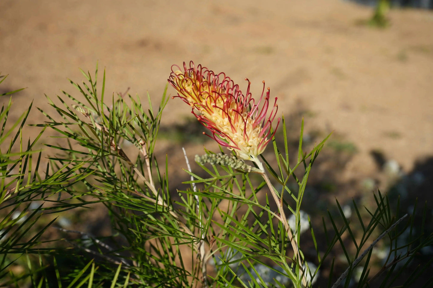 Grevillea 'Kings Rainbow': A Burst of Color, Hardy Beauty - Bonte Farm