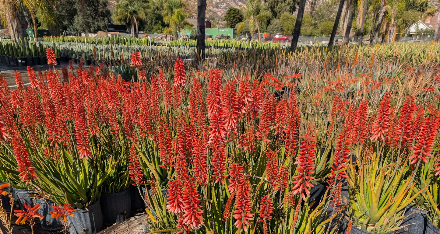 Aloe 'Safari Rose': A Desert Sunset in a Pot - Bonte Farm