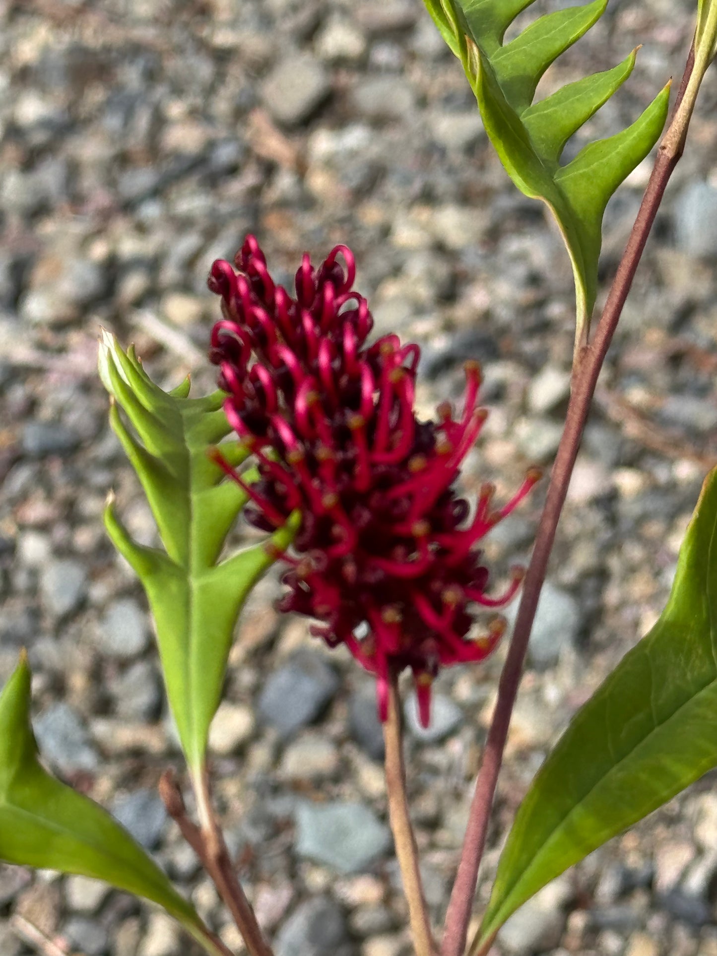 Grevillea 'Fanfare': A Burst of Red in Your Garden