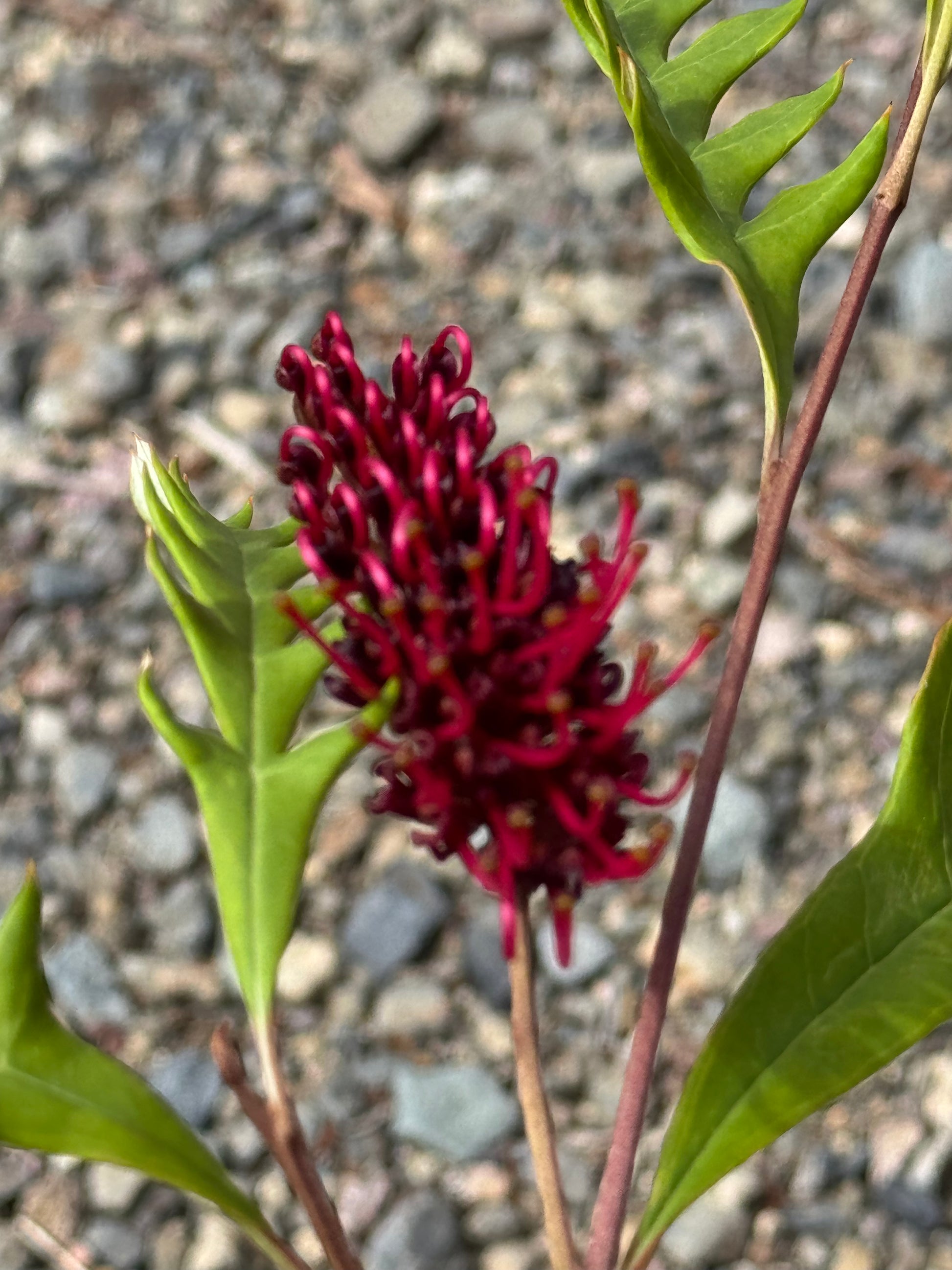 Grevillea 'Fanfare': A Burst of Red in Your Garden - Bonte Farm