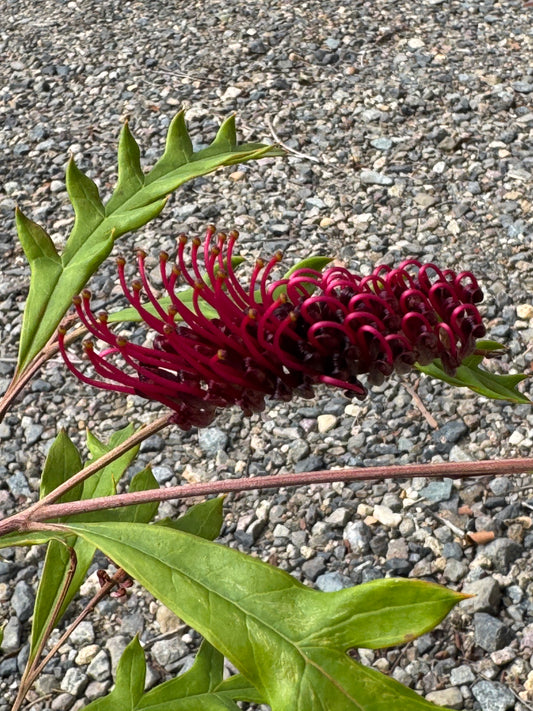 Grevillea 'Fanfare': A Burst of Red in Your Garden - Bonte Farm