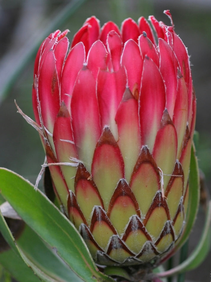 IMG-2644-Protea-Susara