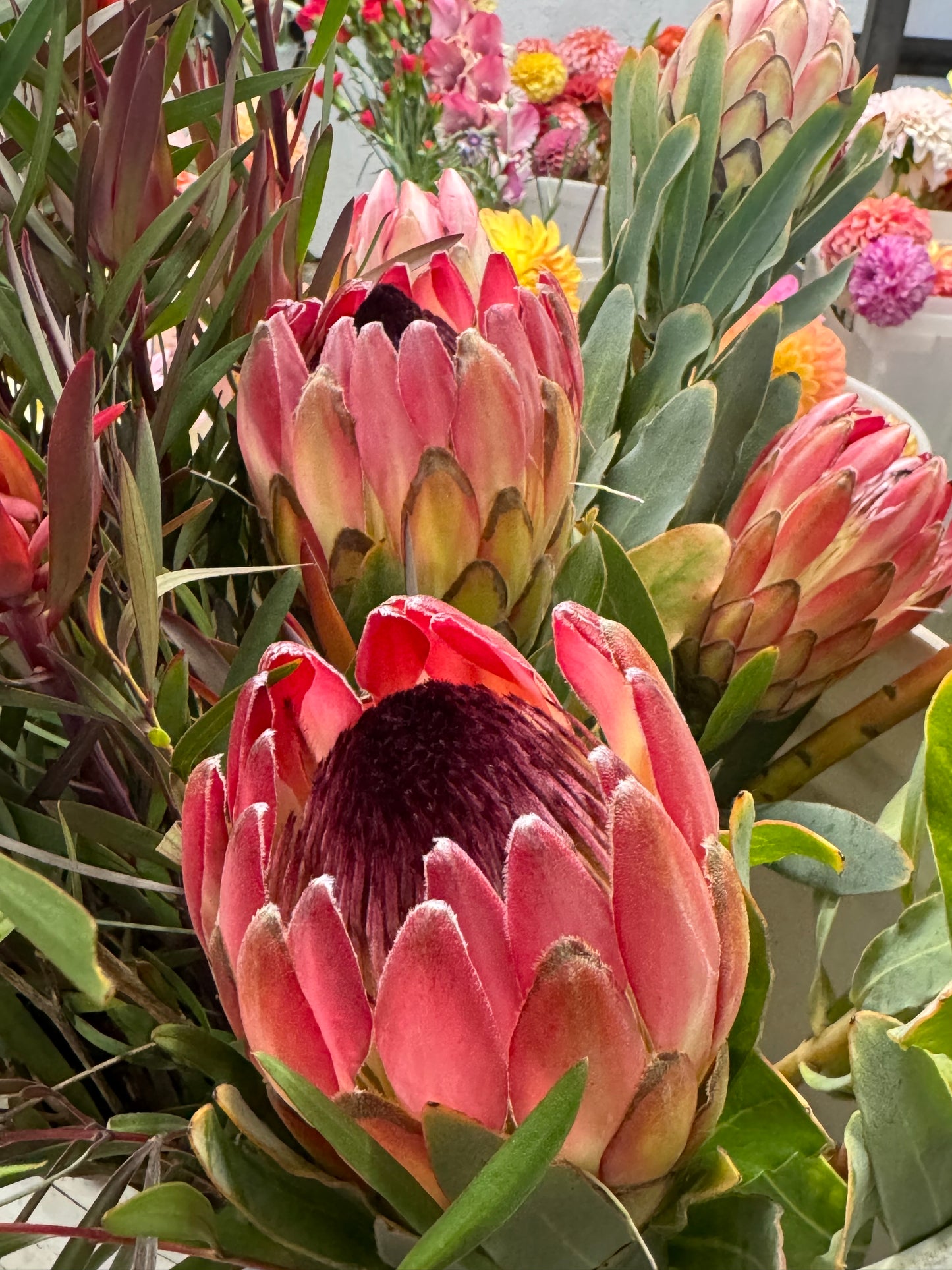 IMG-2906-Protea-Sylvia