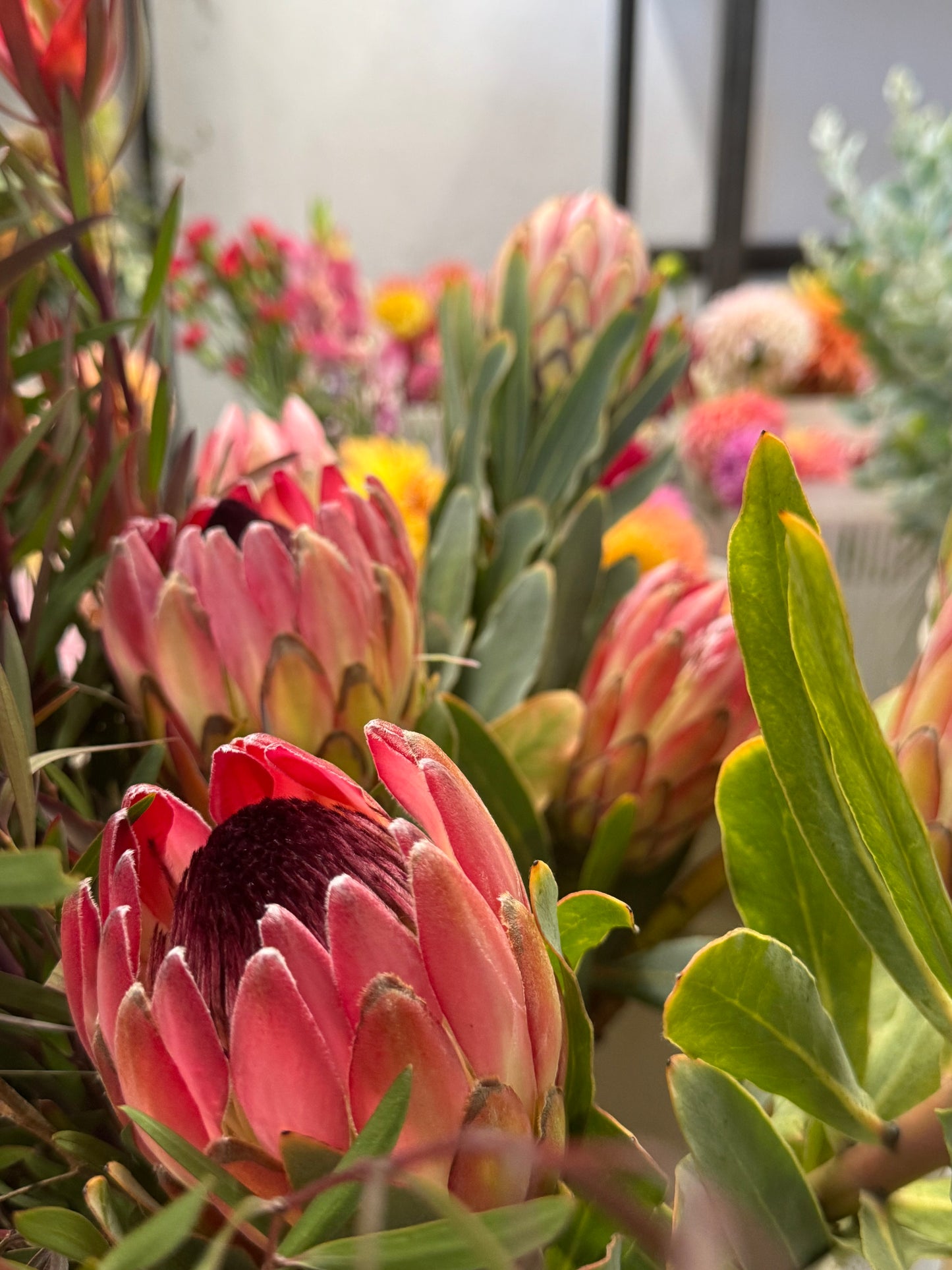 IMG-2907-Protea-Sylvia