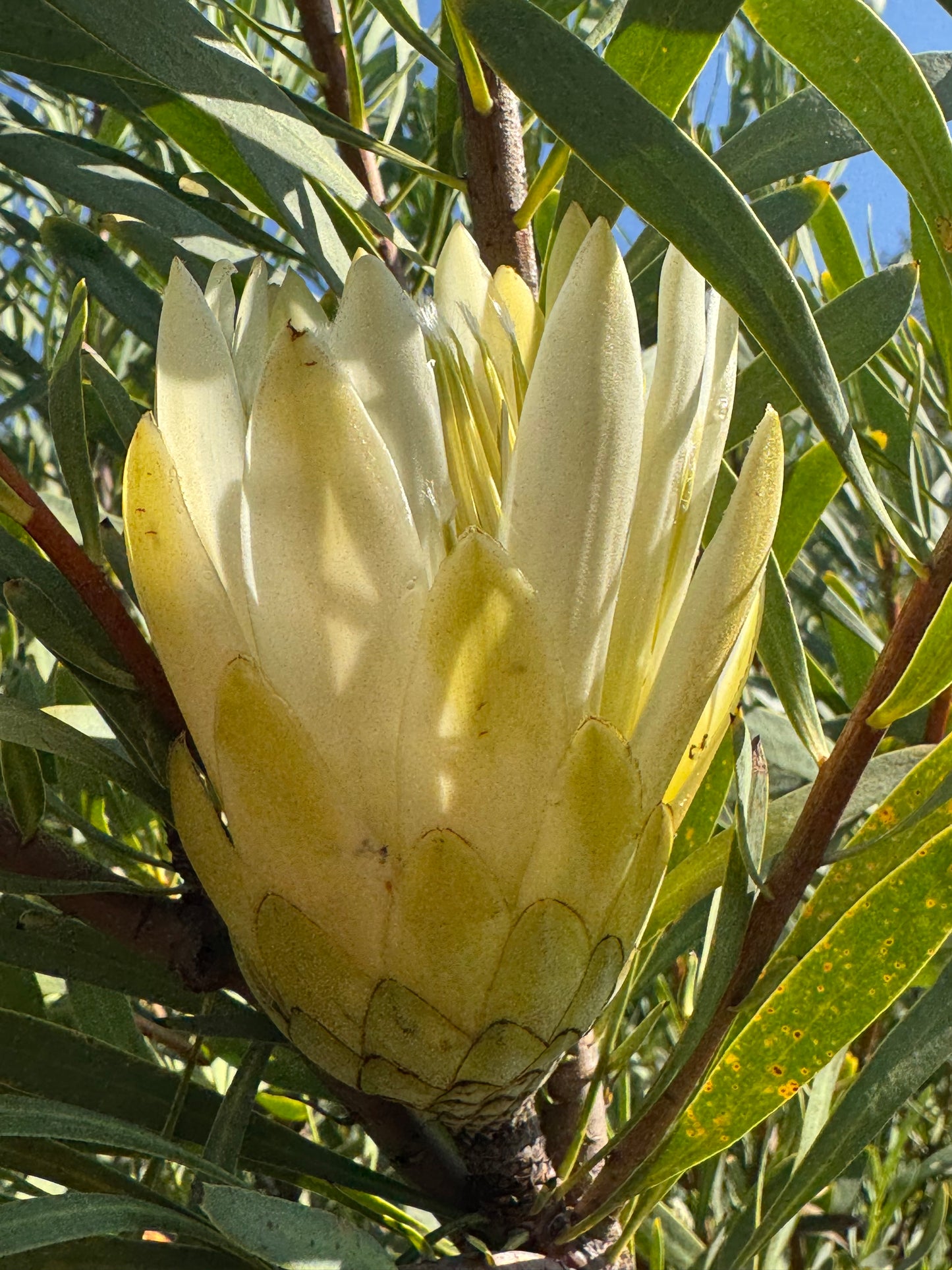 IMG-2921-Protea-Repens-White